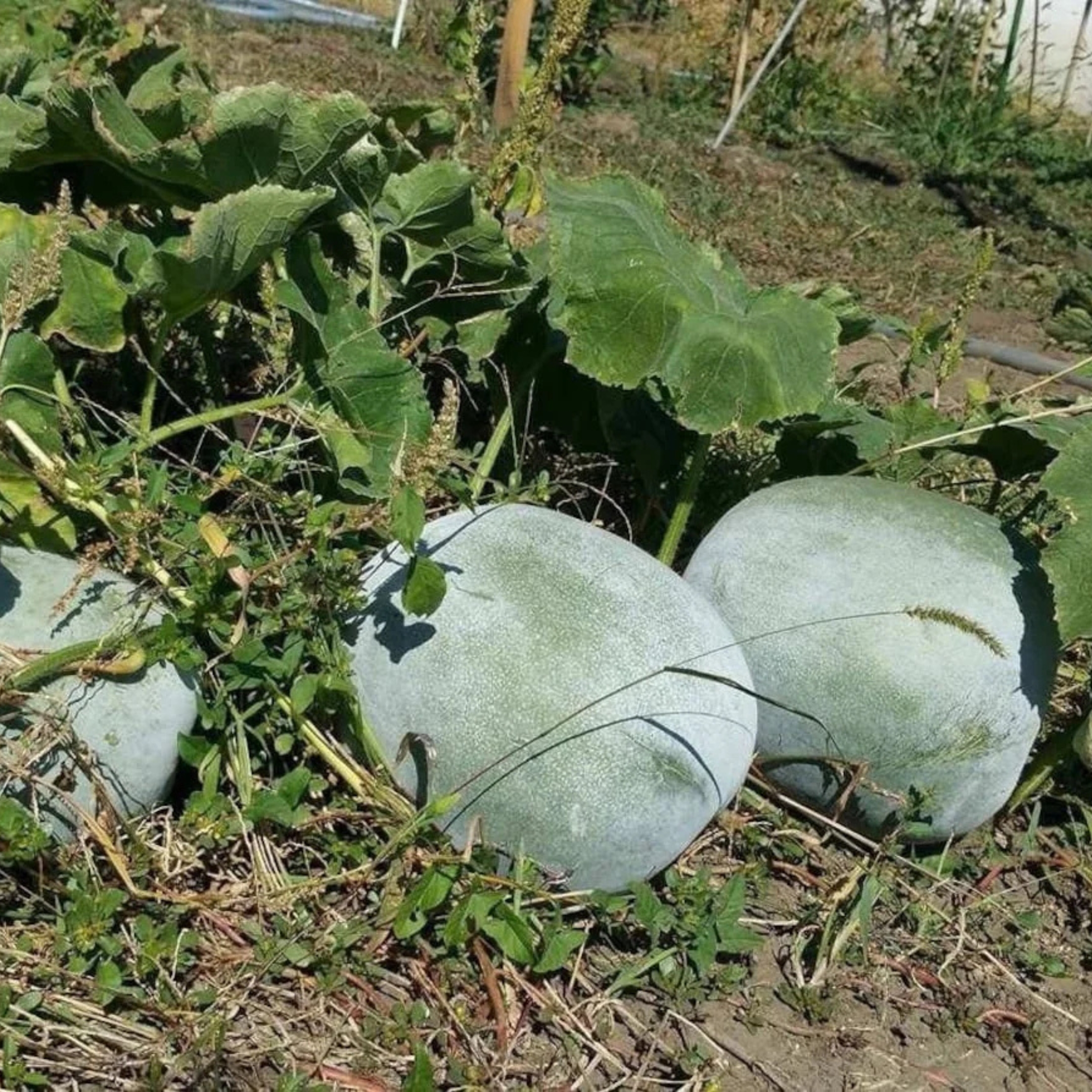 Ash Gourd Seeds - Pack Of 20 - Image 3