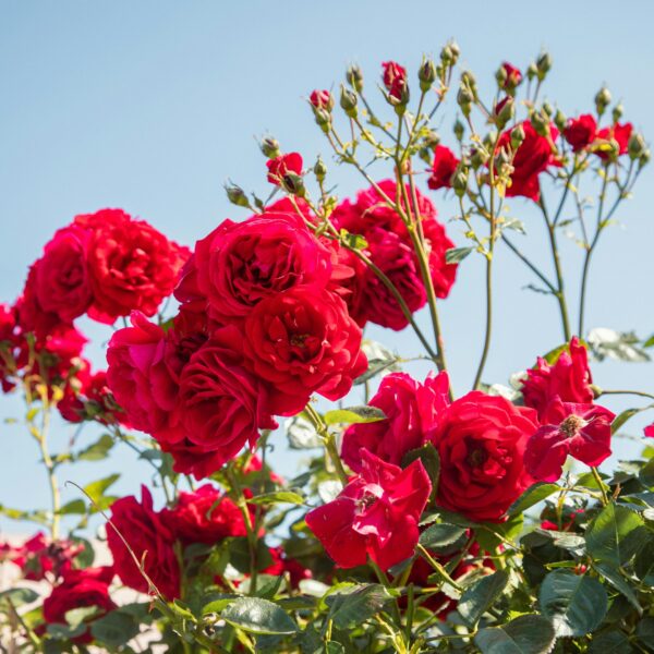 Red Rose Flower Plant Live