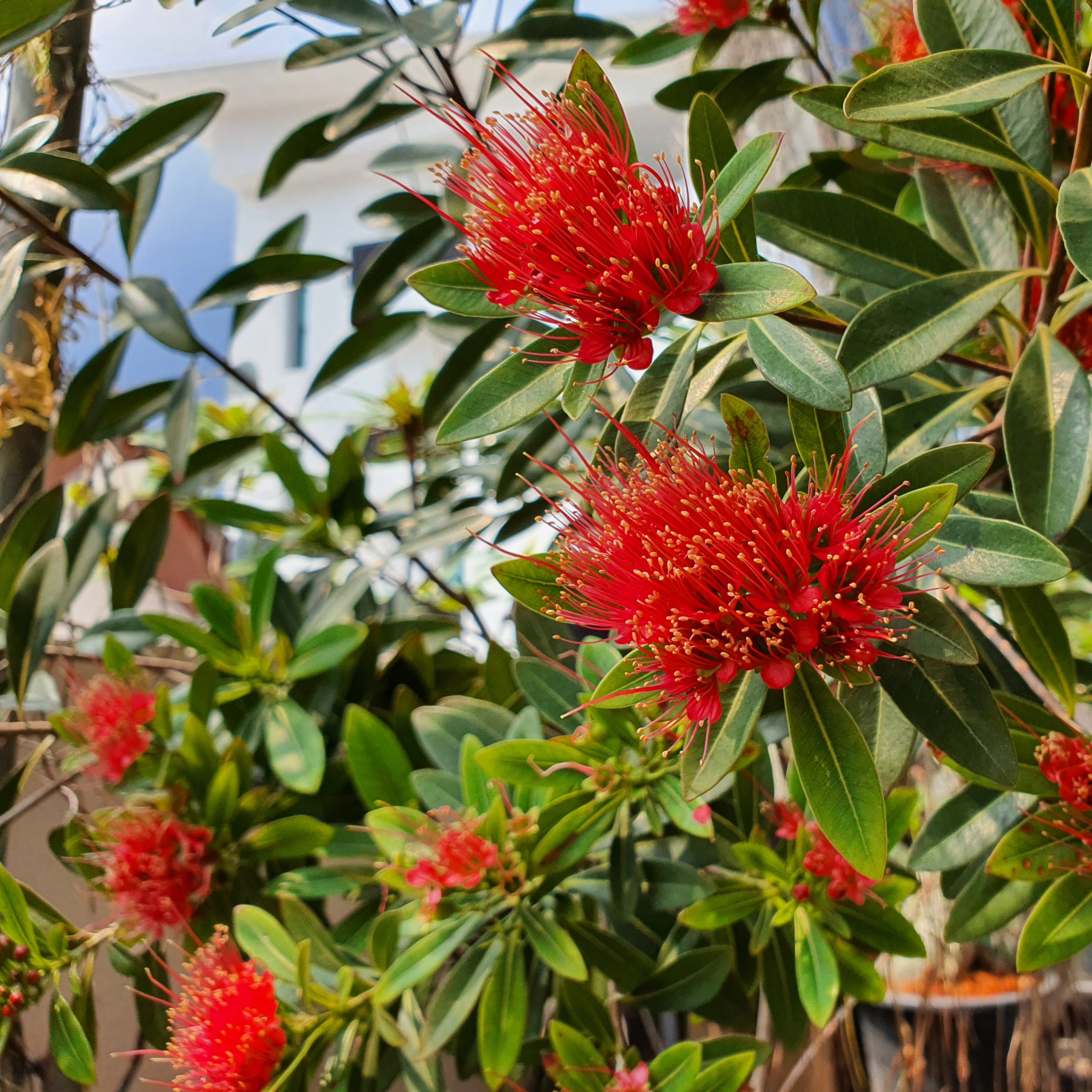 First Love Flower Plant (Xanthostemon Chrysanthus) - Pack Of 2 - Image 4