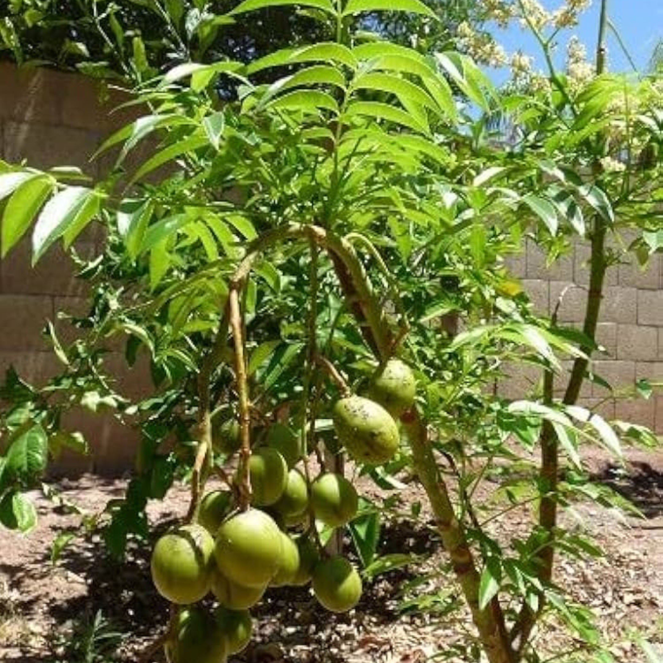Hog Plum Live Fruit Plant (Amra, Spondias mombin) - Image 4