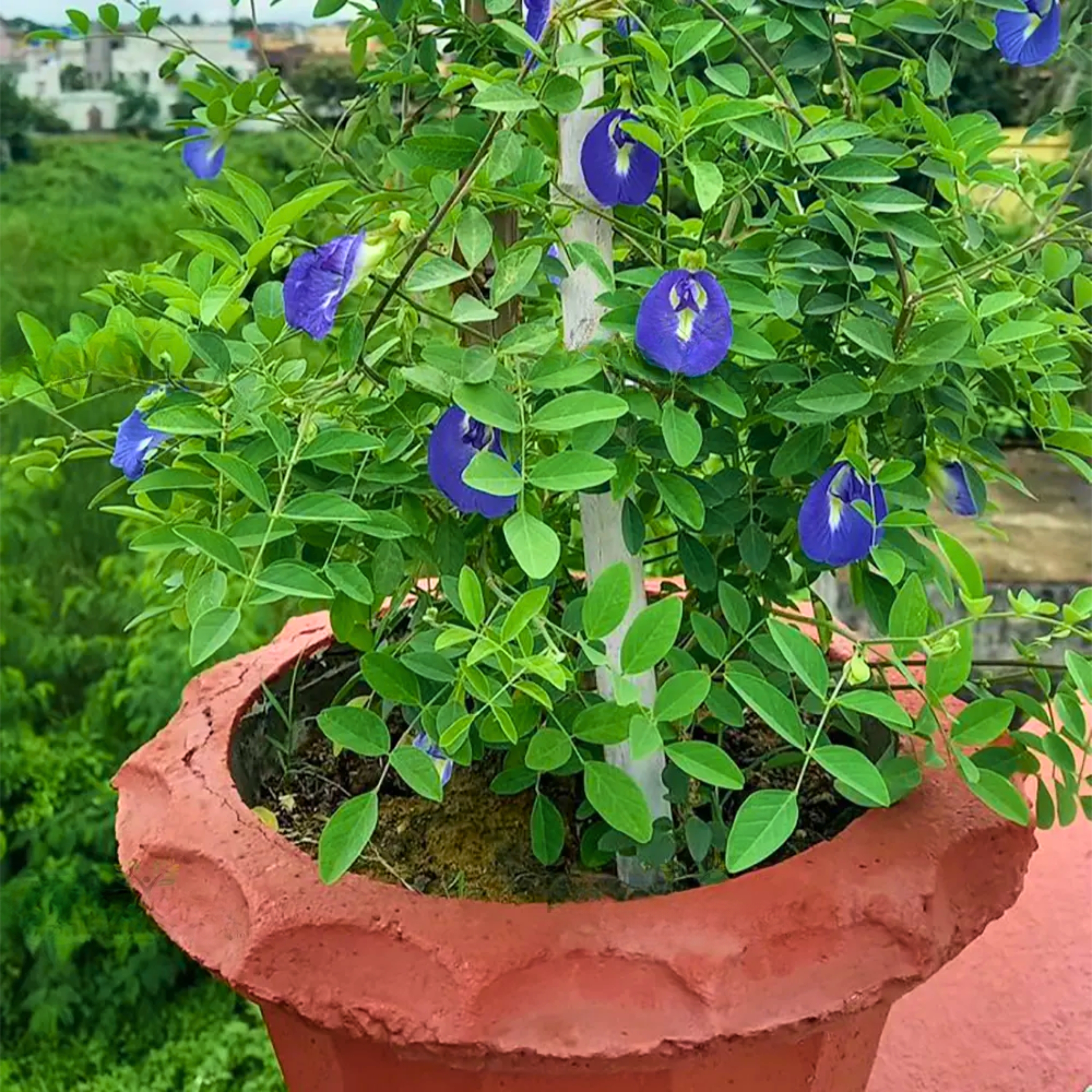 Aparajita Flower Plant, Butterfly pea plant (Clitoria Ternatea) - Image 4