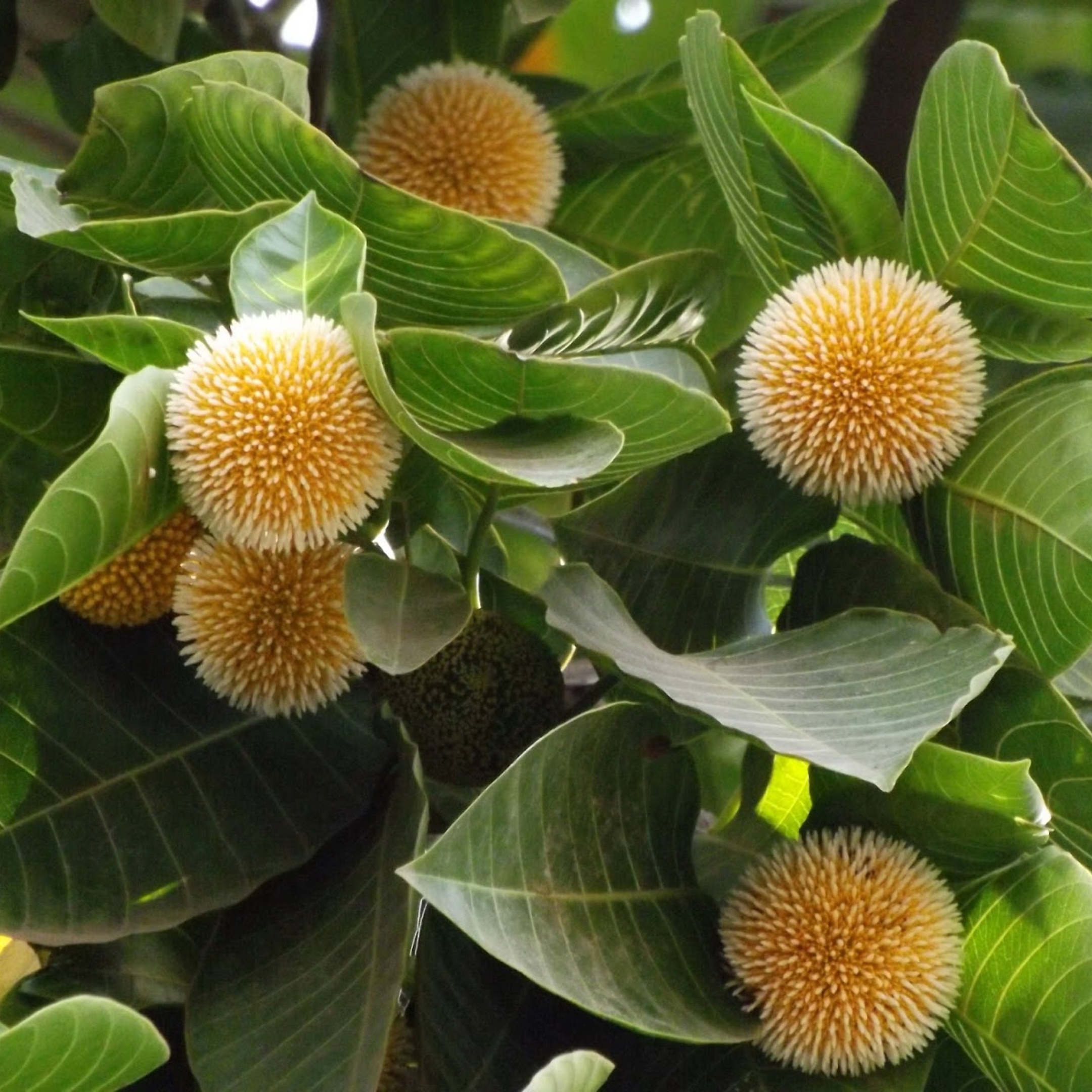 Kadam Tree, Kadamb Plant, Burflower Tree - Image 4