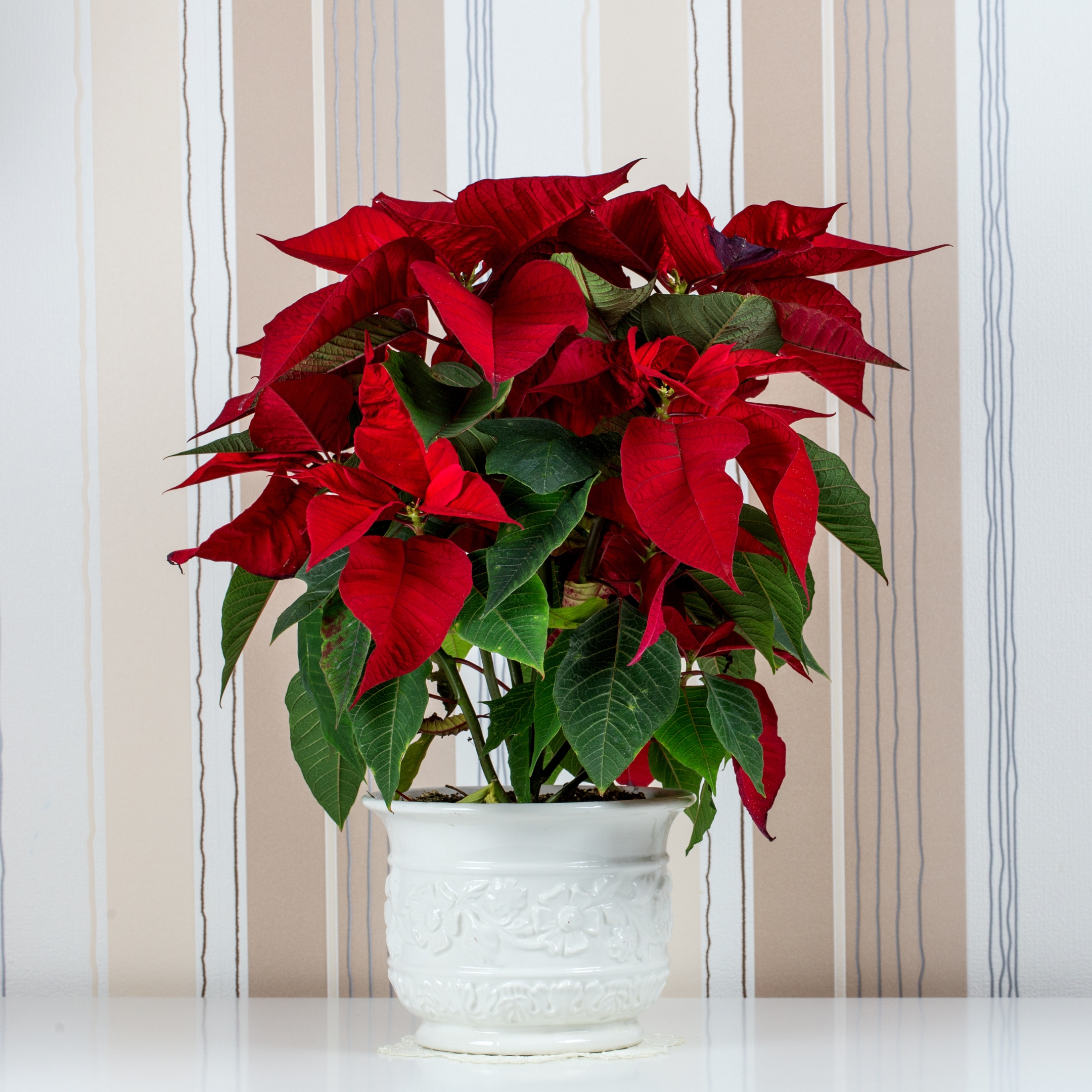 Poinsettia Plant, Christmas Flower Plant - Image 3