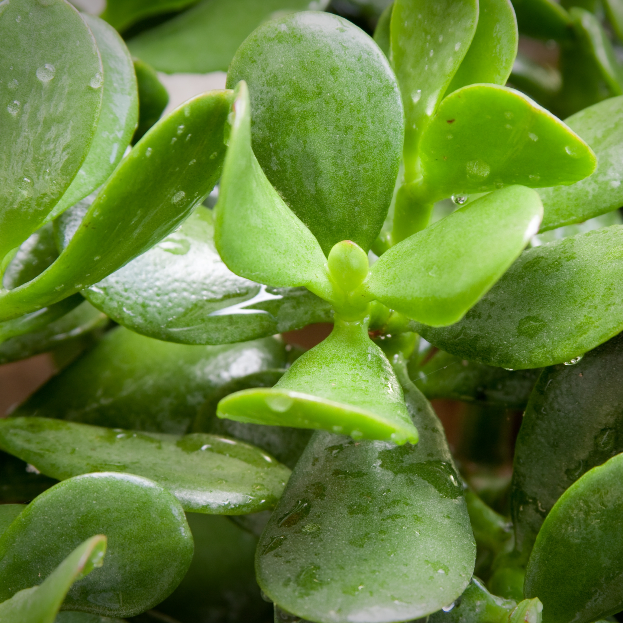 Mini Cute Jade Plant, Crassula ovata - Pack Of 2 - Image 4