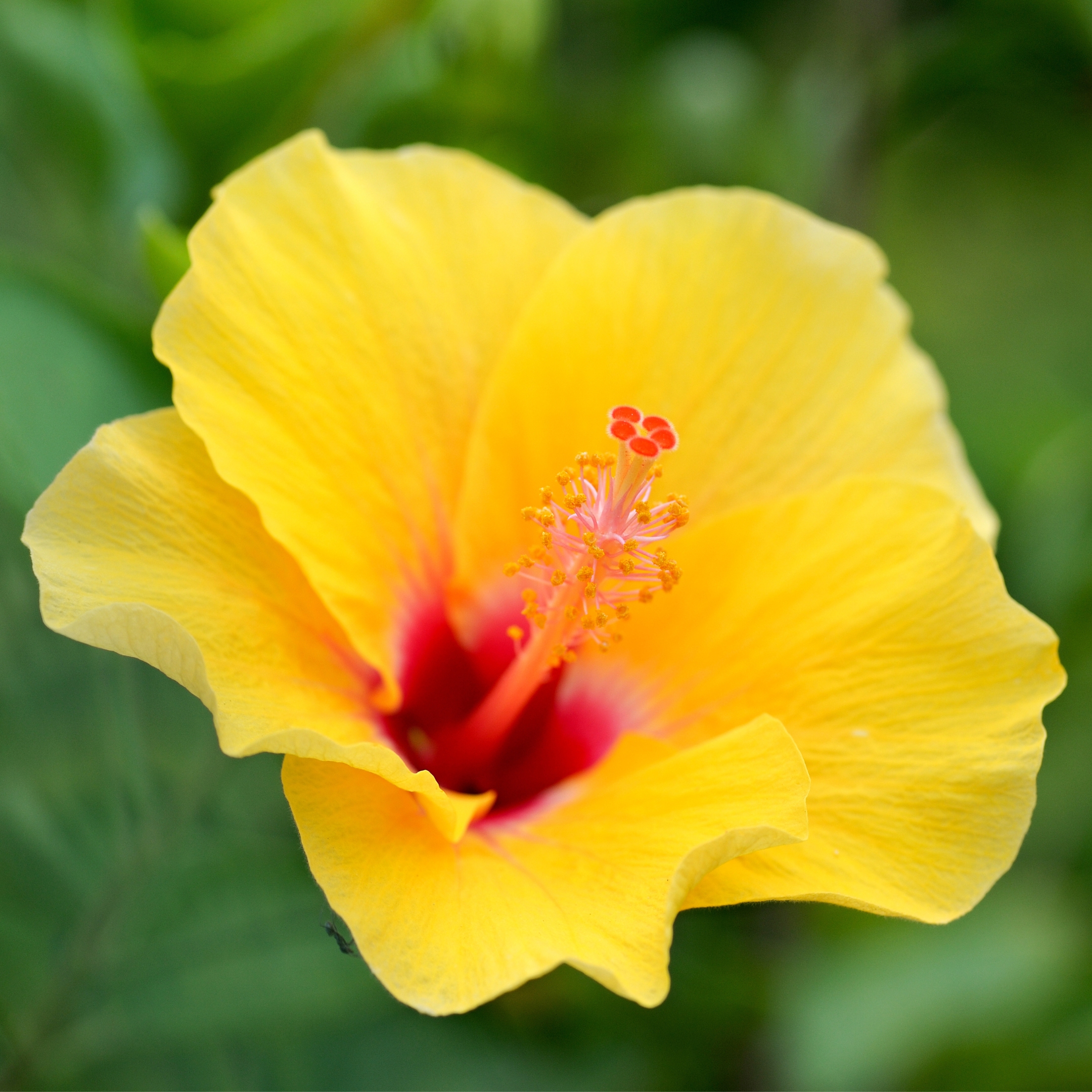 Yellow Hibiscus Live Flowering Plant - Pack Of 2 - Image 4