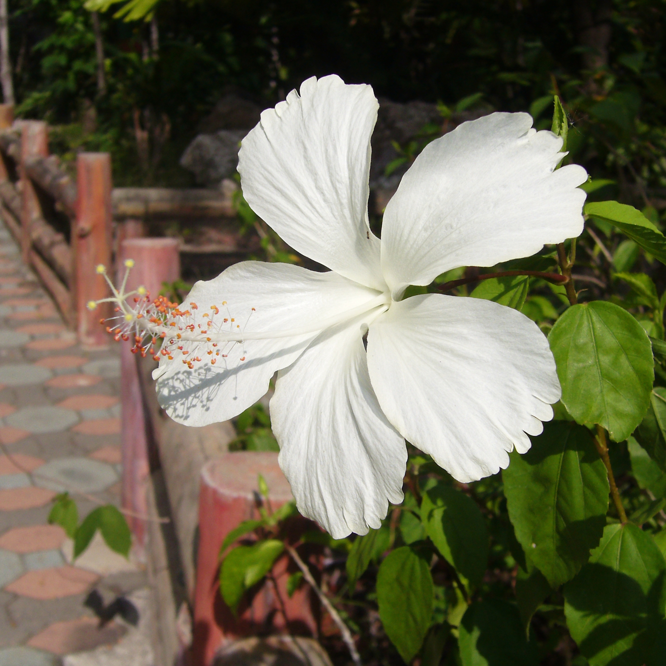 White Hibiscus Live Flower Plant, Gudhal Flower - Pack Of 2 - Image 4