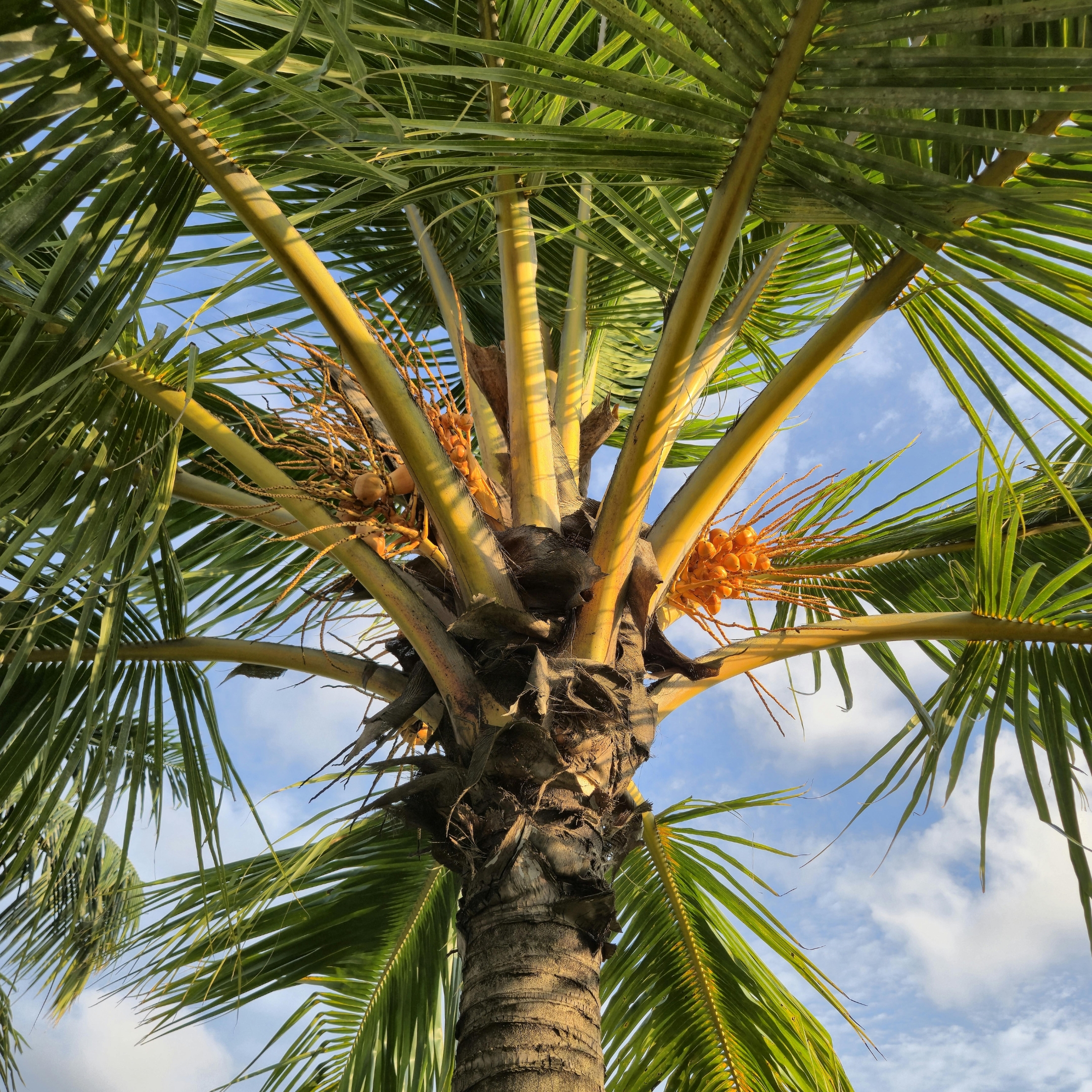 Kerela Coconut Plant Live - Pack Of 2 - Image 4