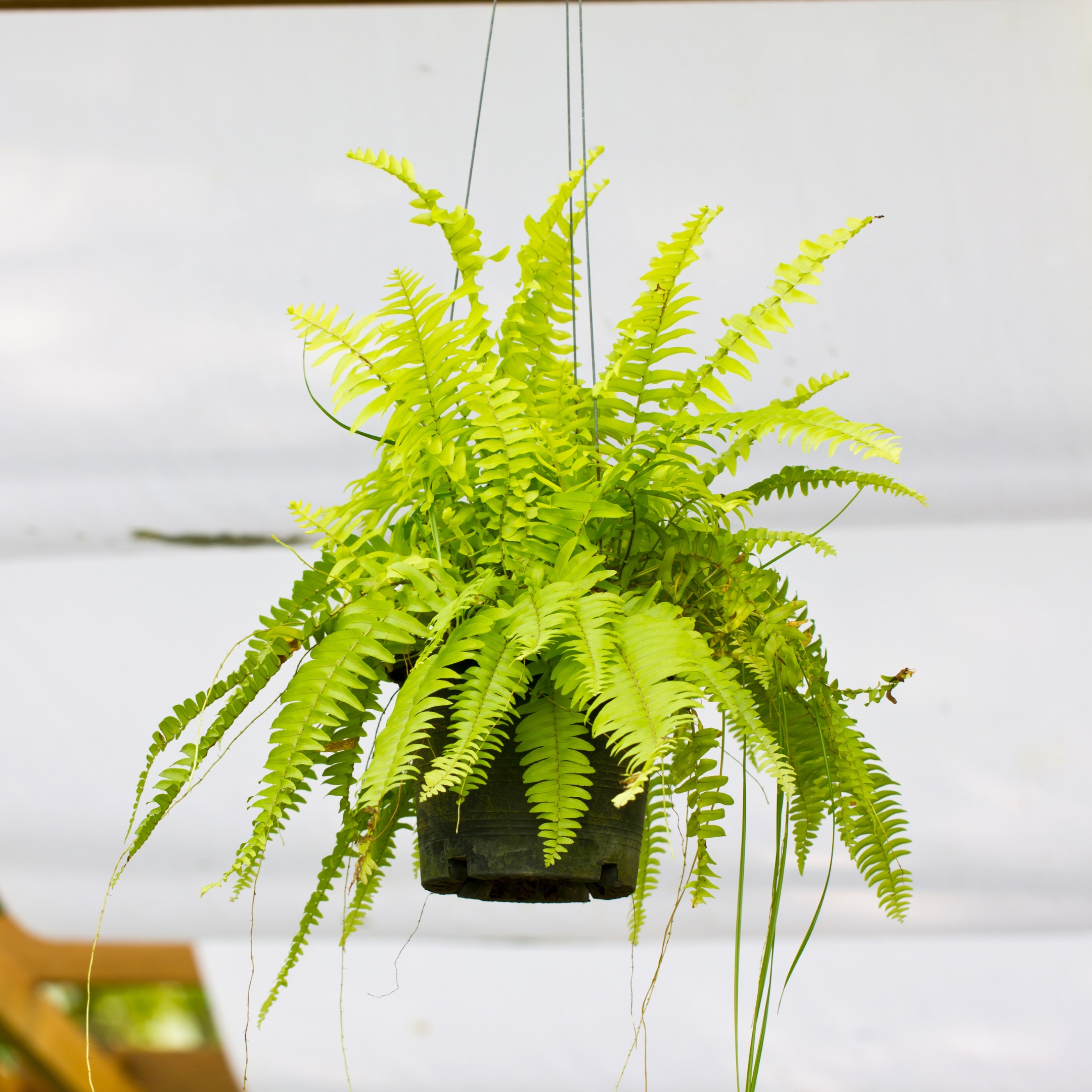 Boston Fern Plant, Nephrolepis exaltata bosteniensis - Pack Of 2 - Image 4