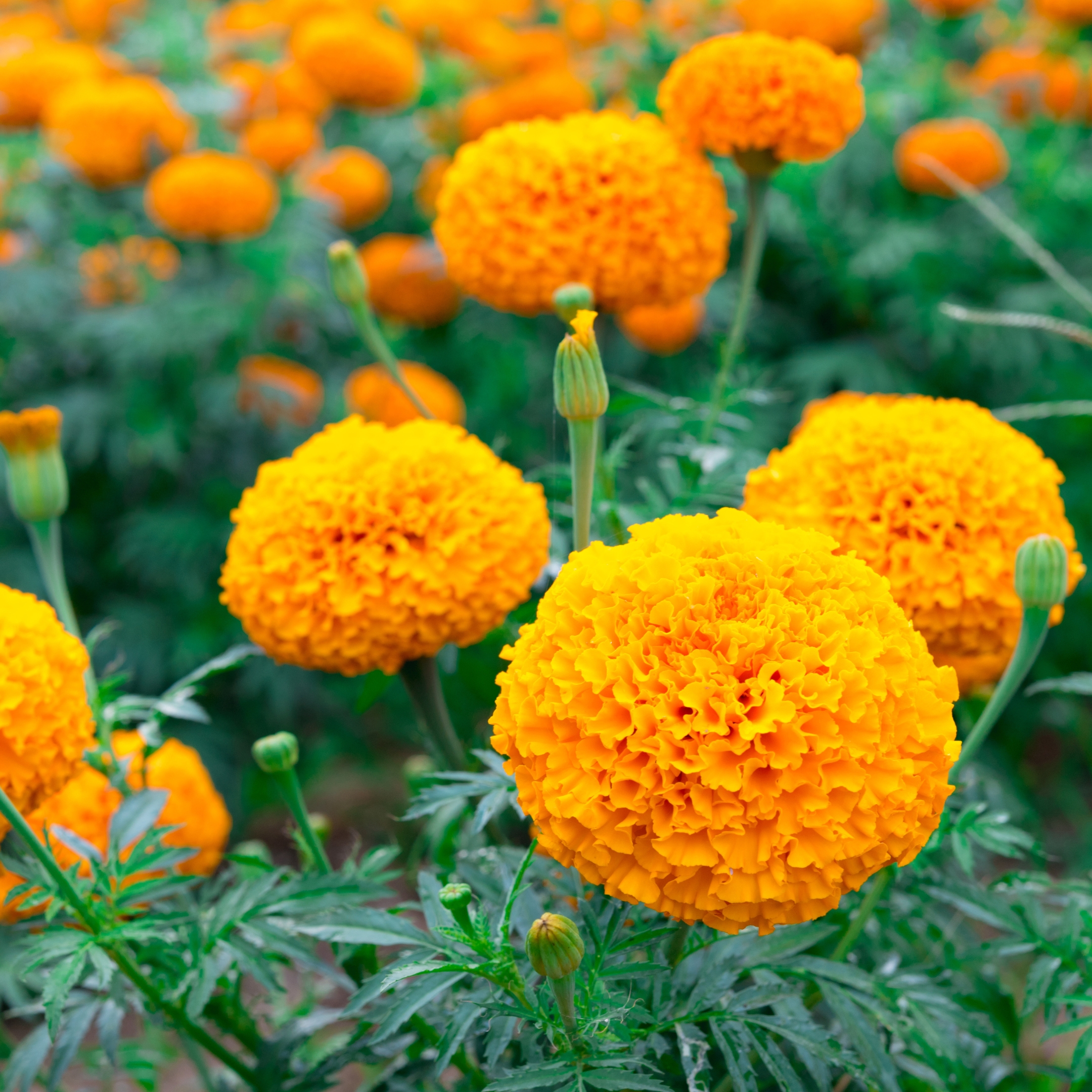 African Marigold Plant - Image 4