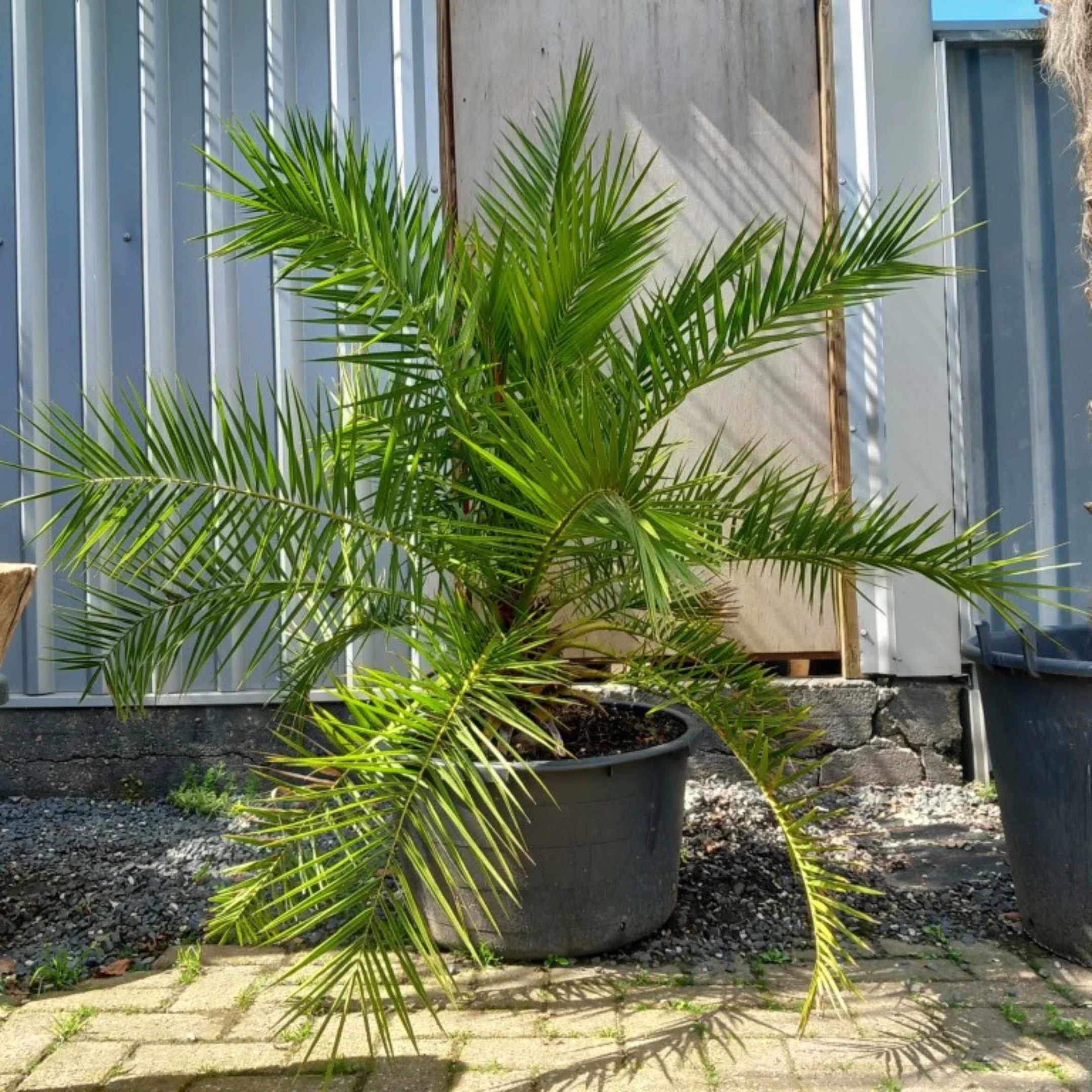 Phoenix Palm Plant, (Phoenix Canariensis) - Pack Of 2 - Image 4