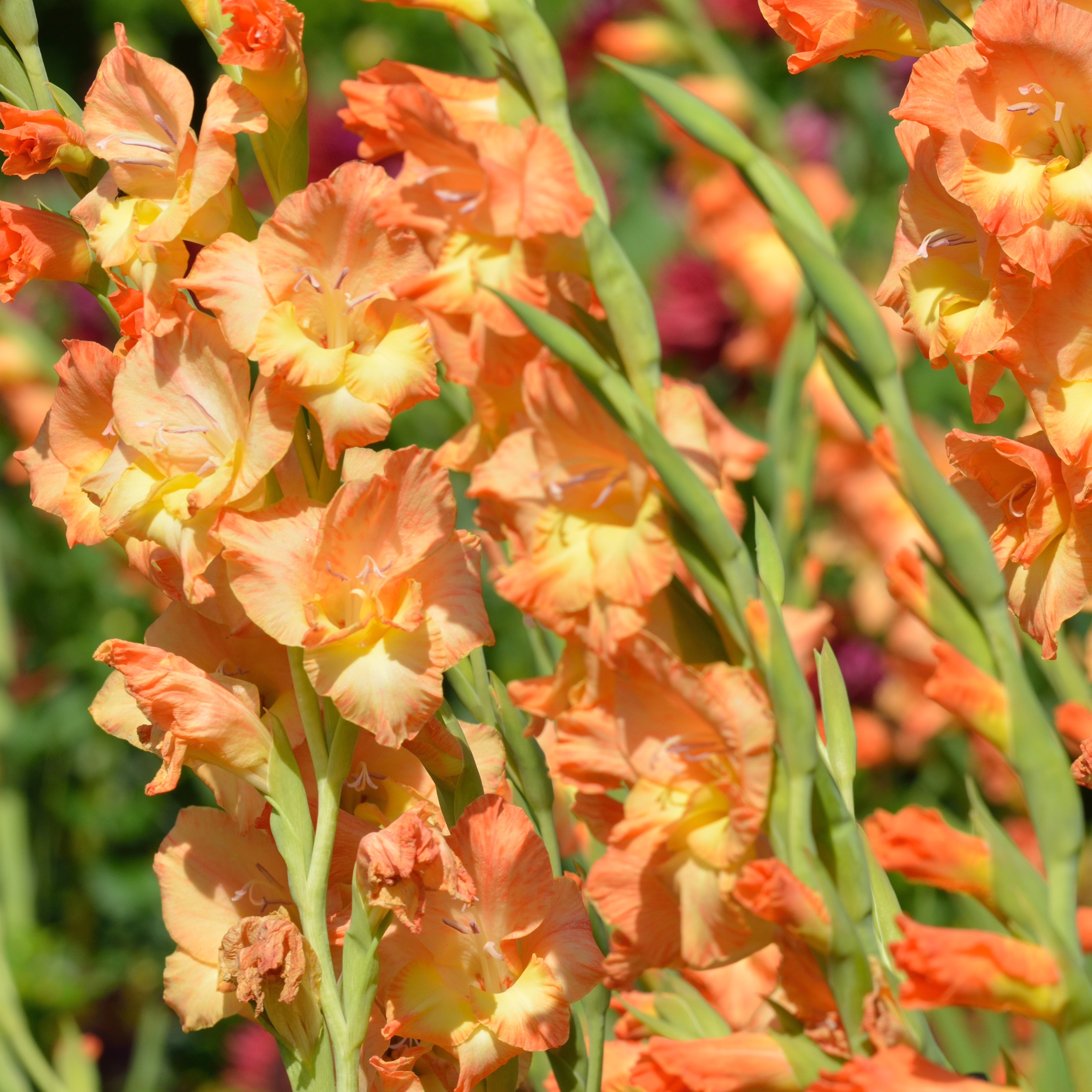 Gladiolus Bulbs (Random color) (set of 10) - Image 4