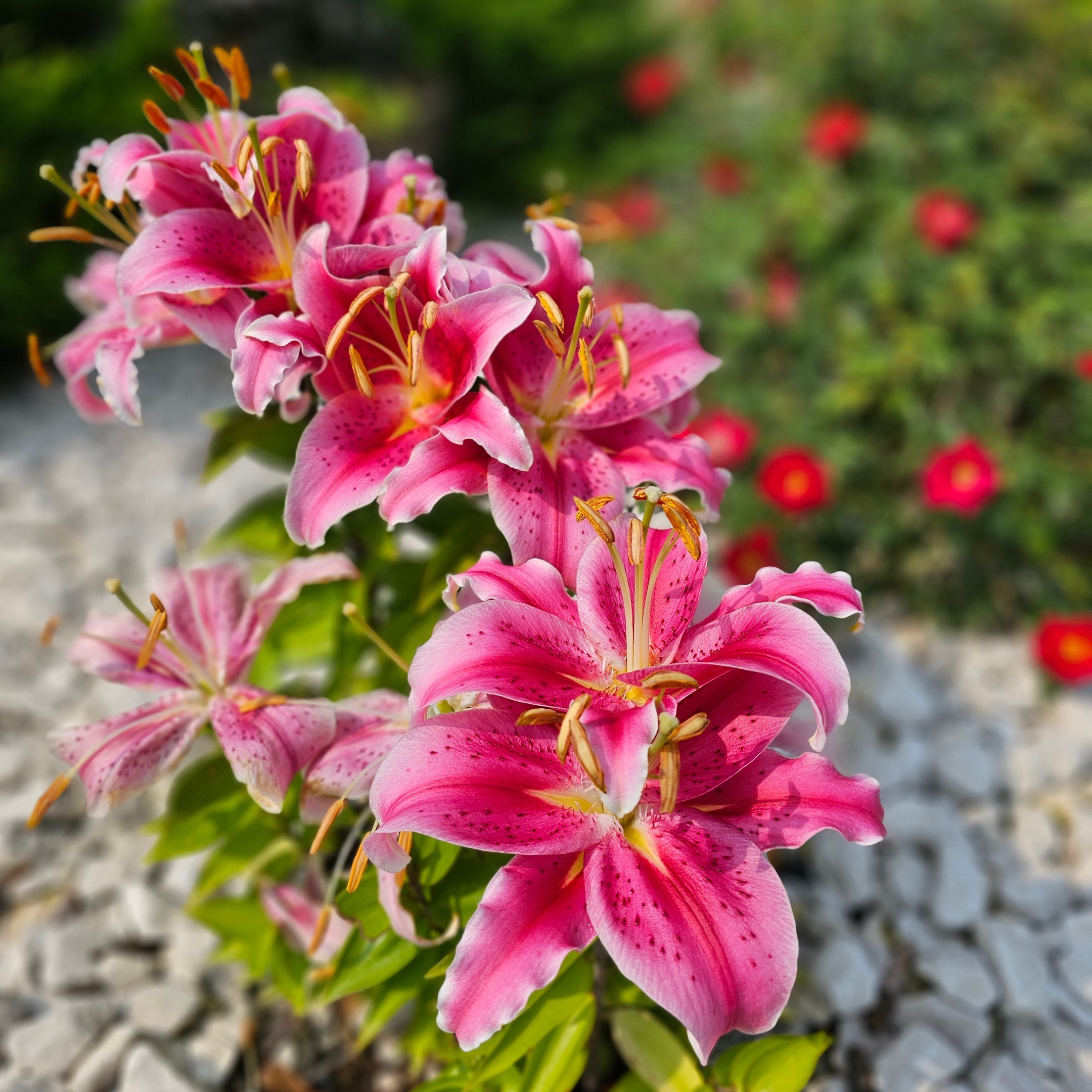 Lily Flower Bulbs (Set Of 5) - Image 4