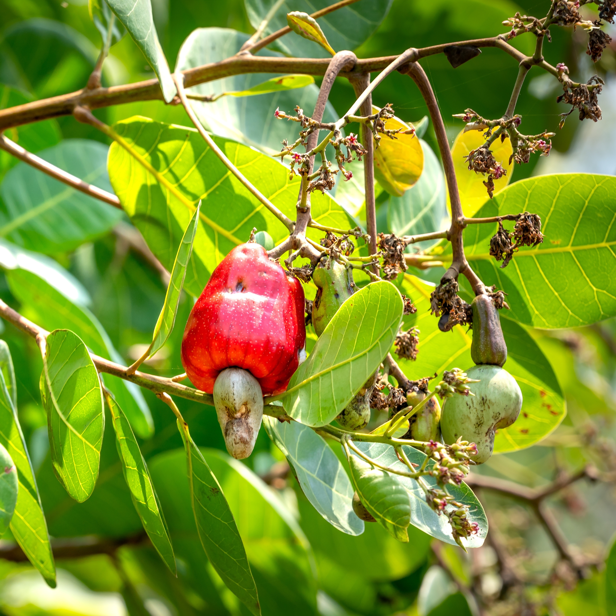 Cashew Hybrid Nut Plant, Kaju Plant - Pack Of 2 - Image 4