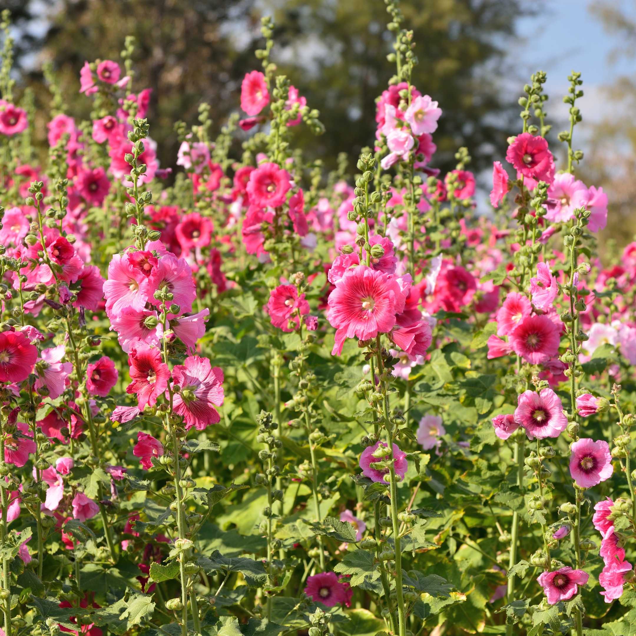 Hollyhock Flower Seeds Mix Color - Pack Of 20 - Image 5