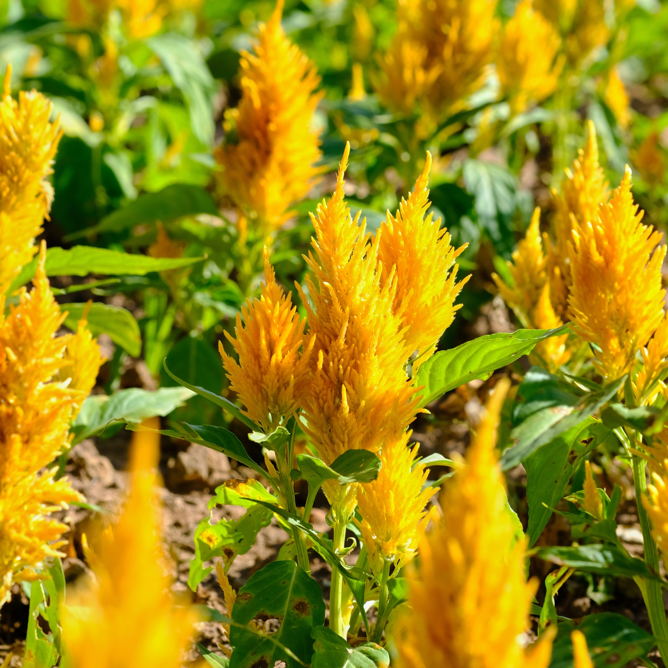 Celosia plumosa Mixed Color Flower Seeds - Pack Of 25 - Image 3