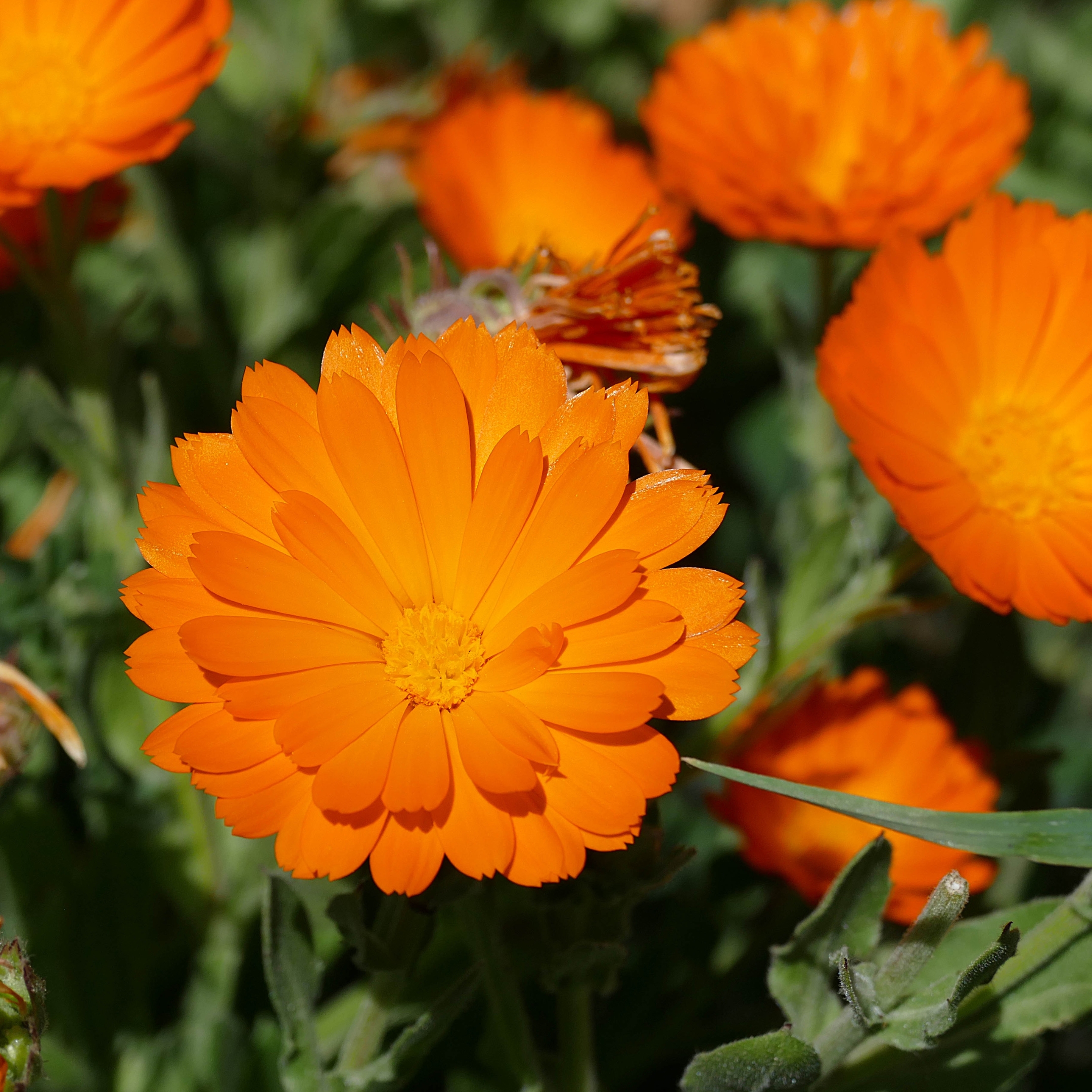 Gazania Flower Mix Color Seeds - Pack Of 15 - Image 4