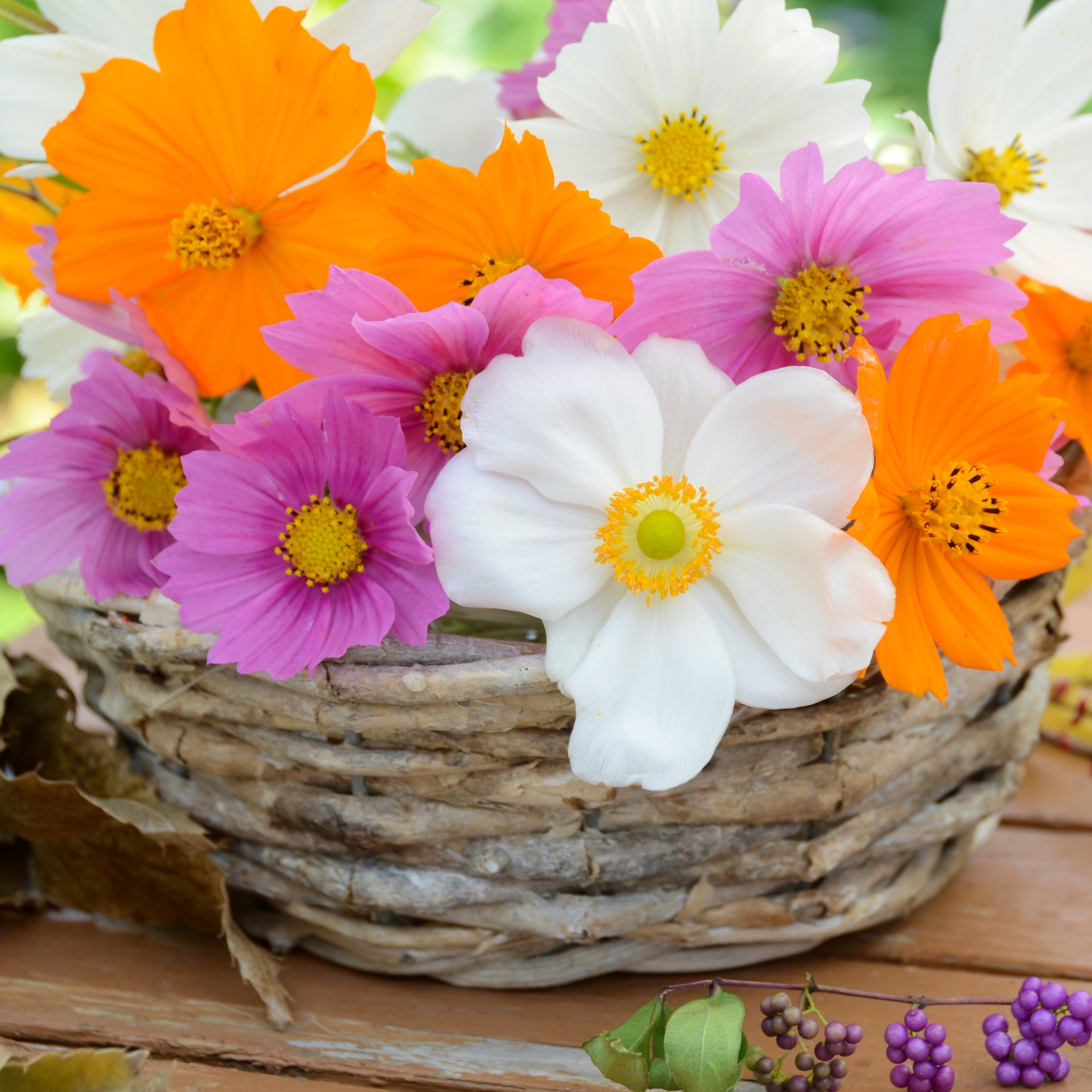 Cosmos Flower Hybrid Seeds, Mixed Colors - Pack Of 20 - Image 3