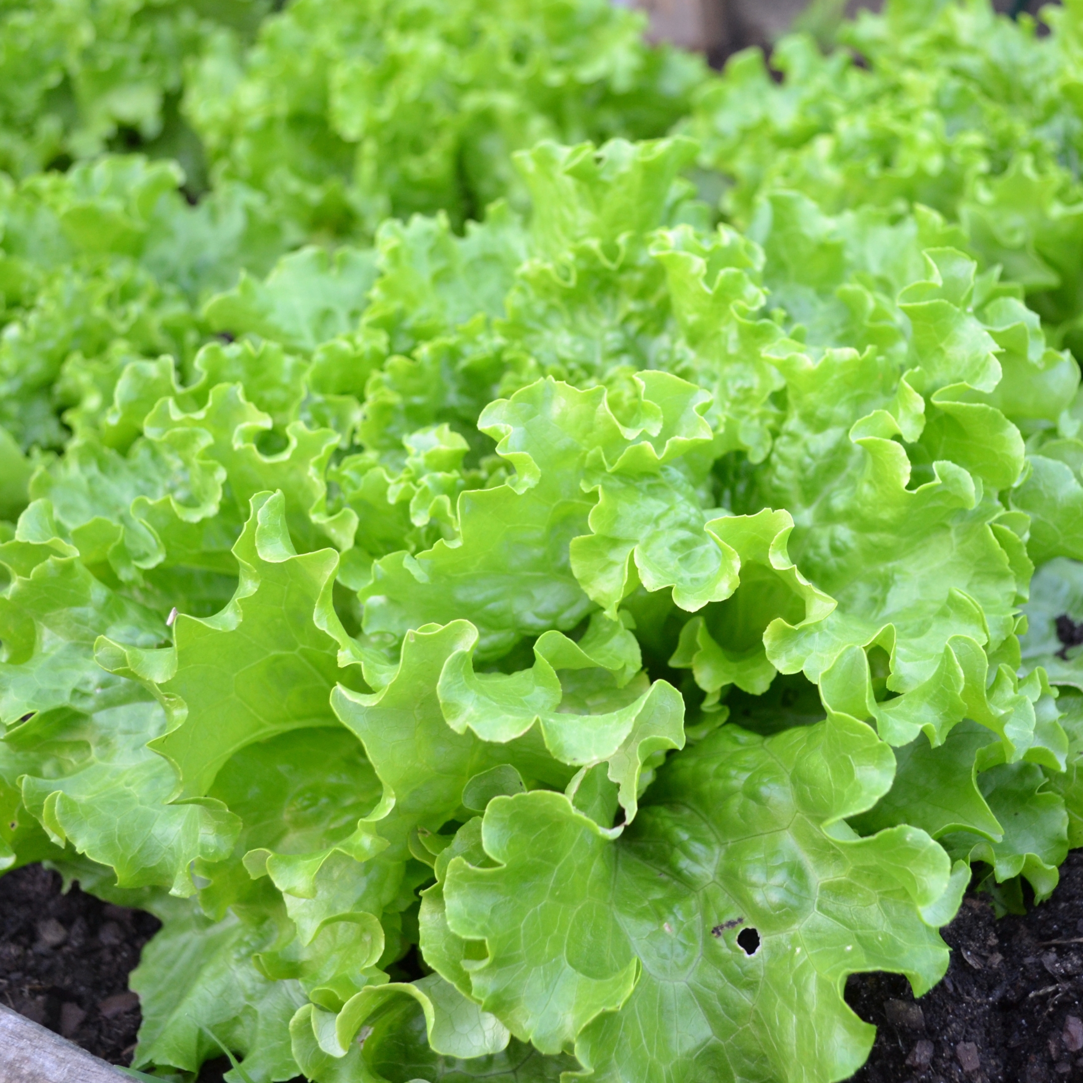 Lettuce Iceberg Seeds - Pack Of 30 - Image 4
