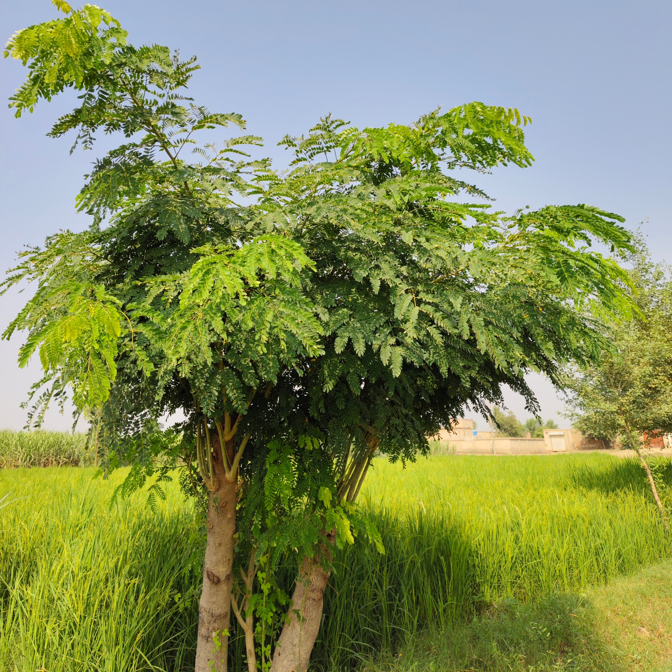 Moringa Drumstick Seeds (Saijan) - Pack Of 40 - Image 4