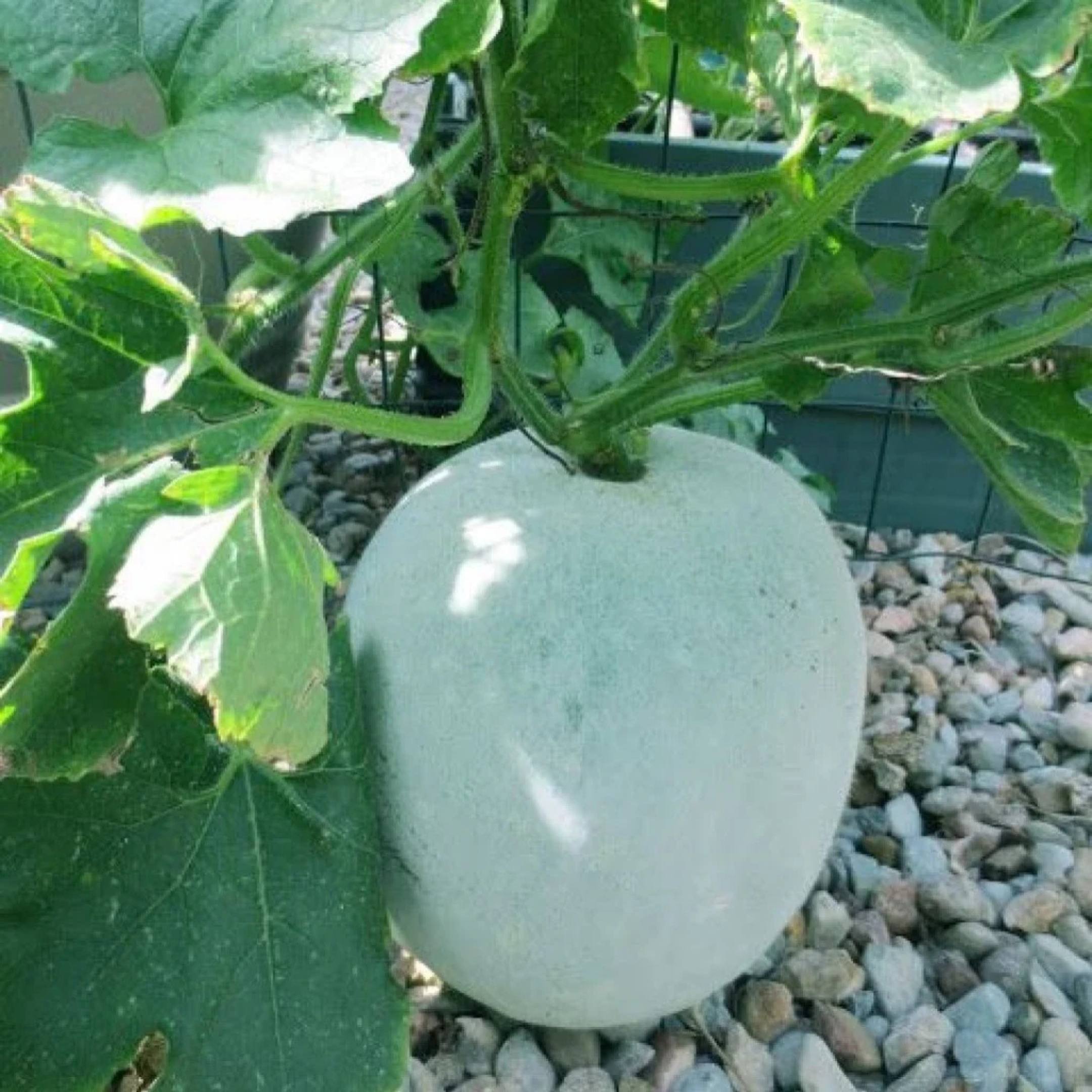 Ash Gourd Seeds - Pack Of 20 - Image 4