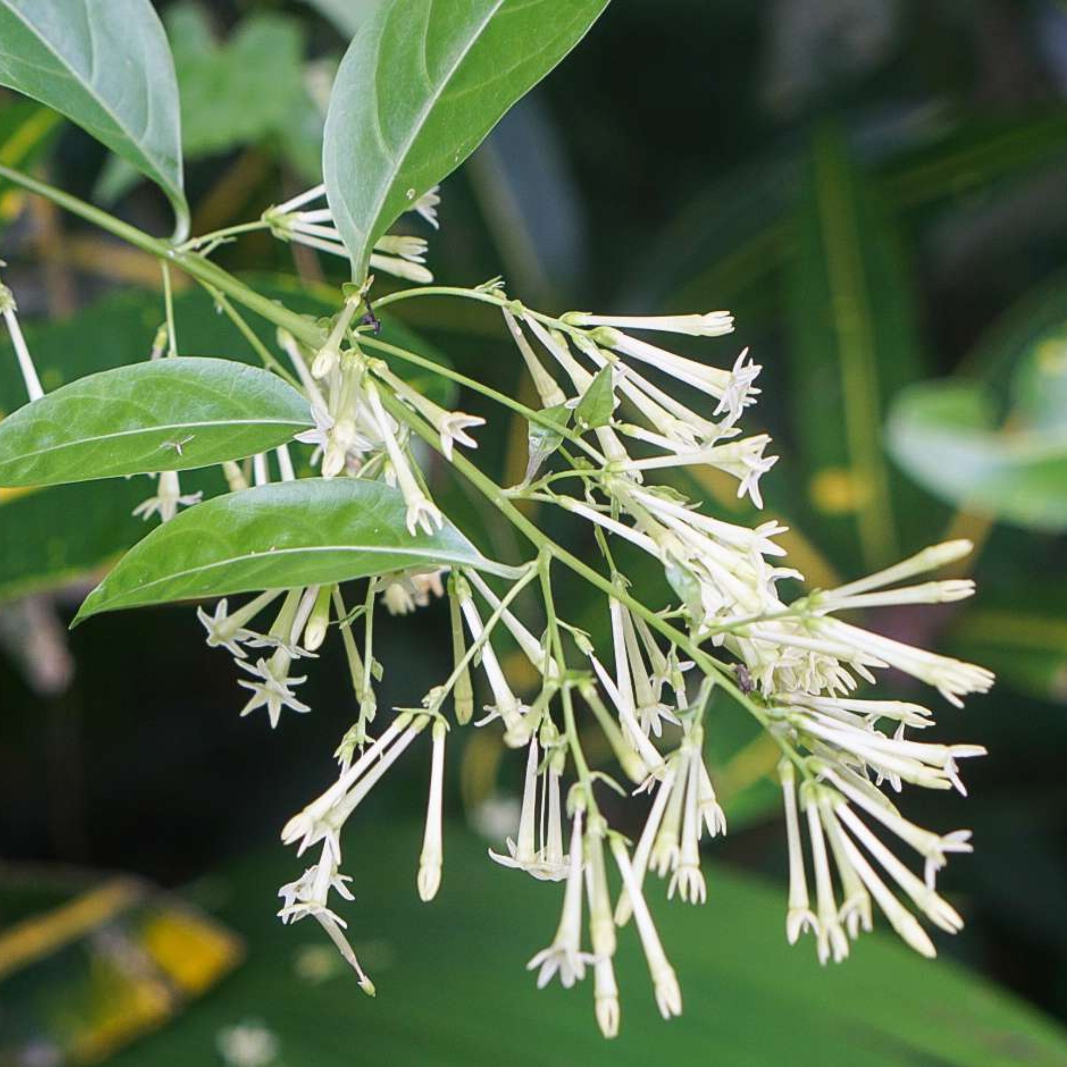 Night Flowering Jasmine seeds, Raat Ki Rani, Raat Rani, Lady Of The Night (Cestrum Nocturnum) - Pack Of 10 - Image 4