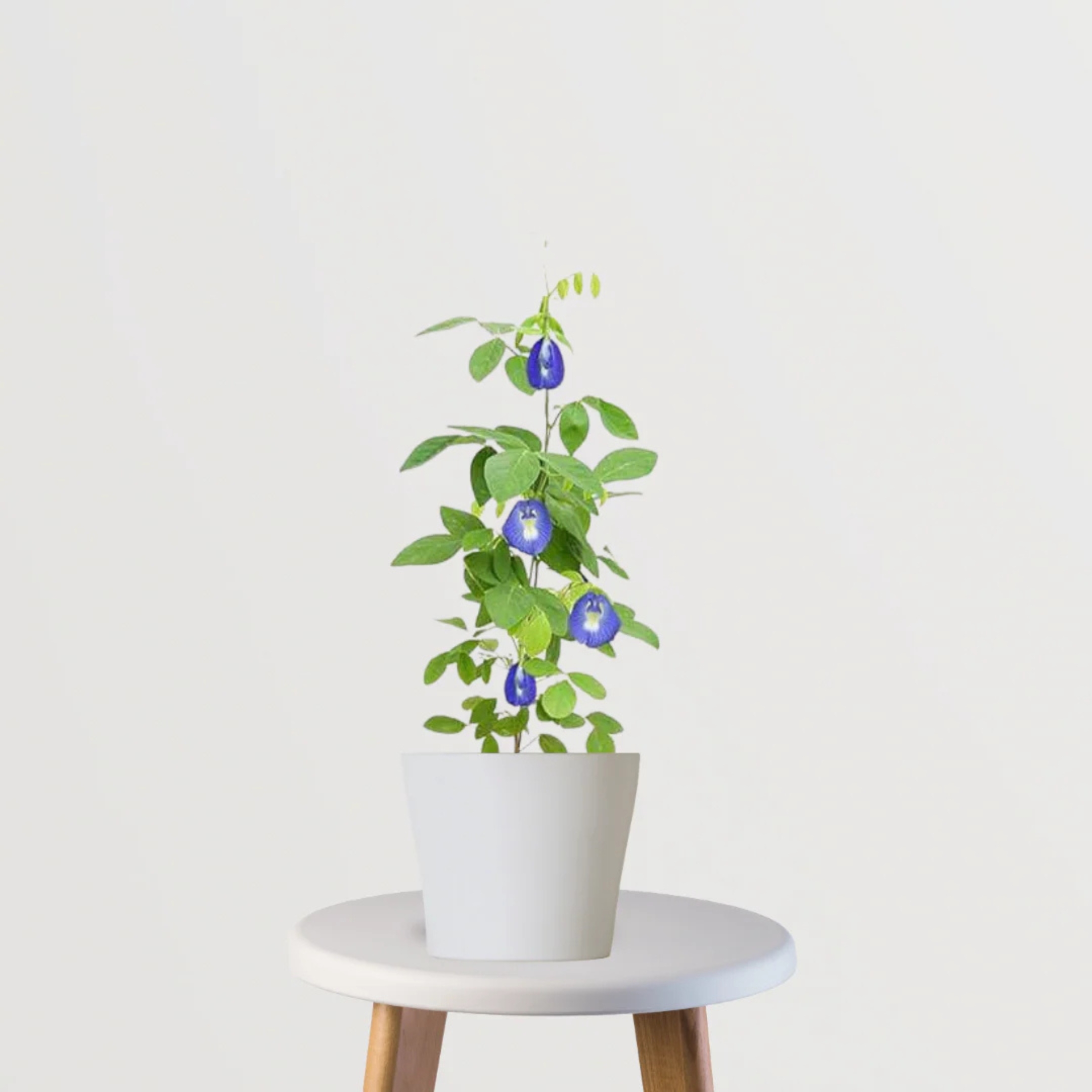 Aparajita Flower Plant, Butterfly pea plant (Clitoria Ternatea) - Image 5