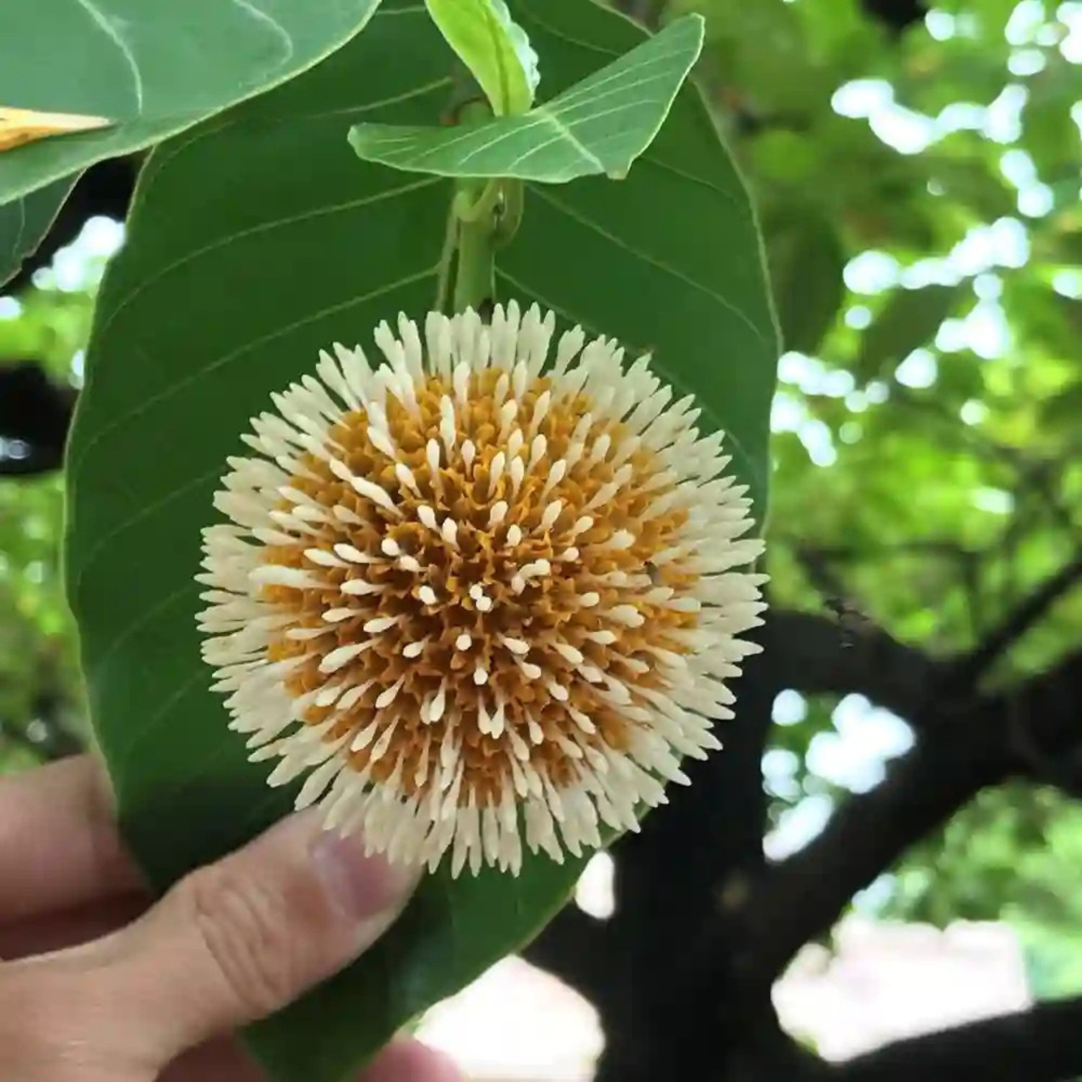 Kadam Tree, Kadamb Plant, Burflower Tree - Image 5