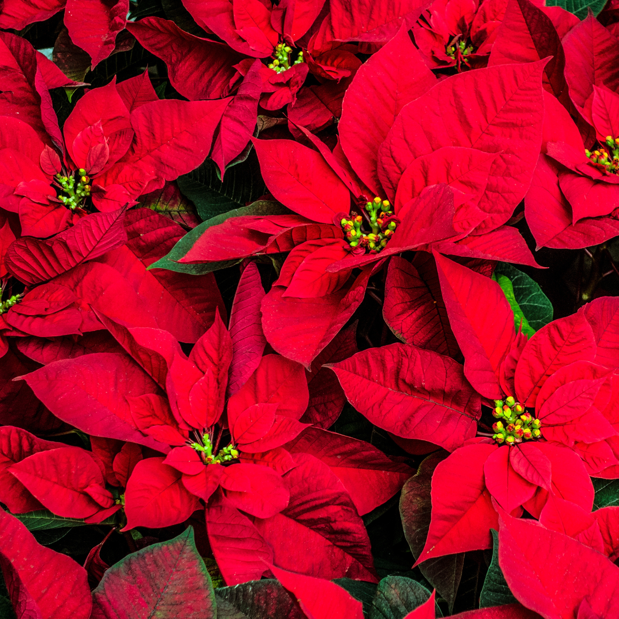 Poinsettia Plant, Christmas Flower Plant - Image 4