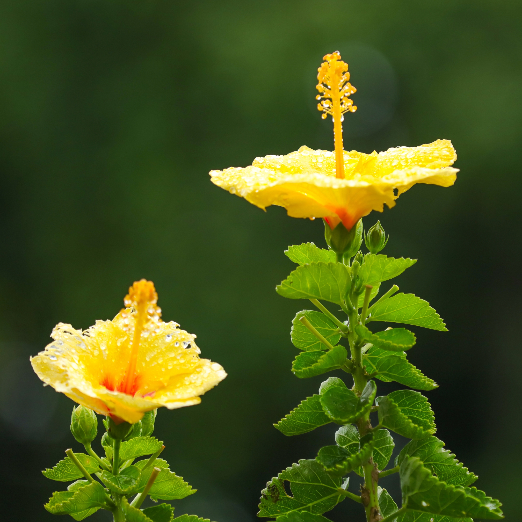 Yellow Hibiscus Live Flowering Plant - Pack Of 2 - Image 5