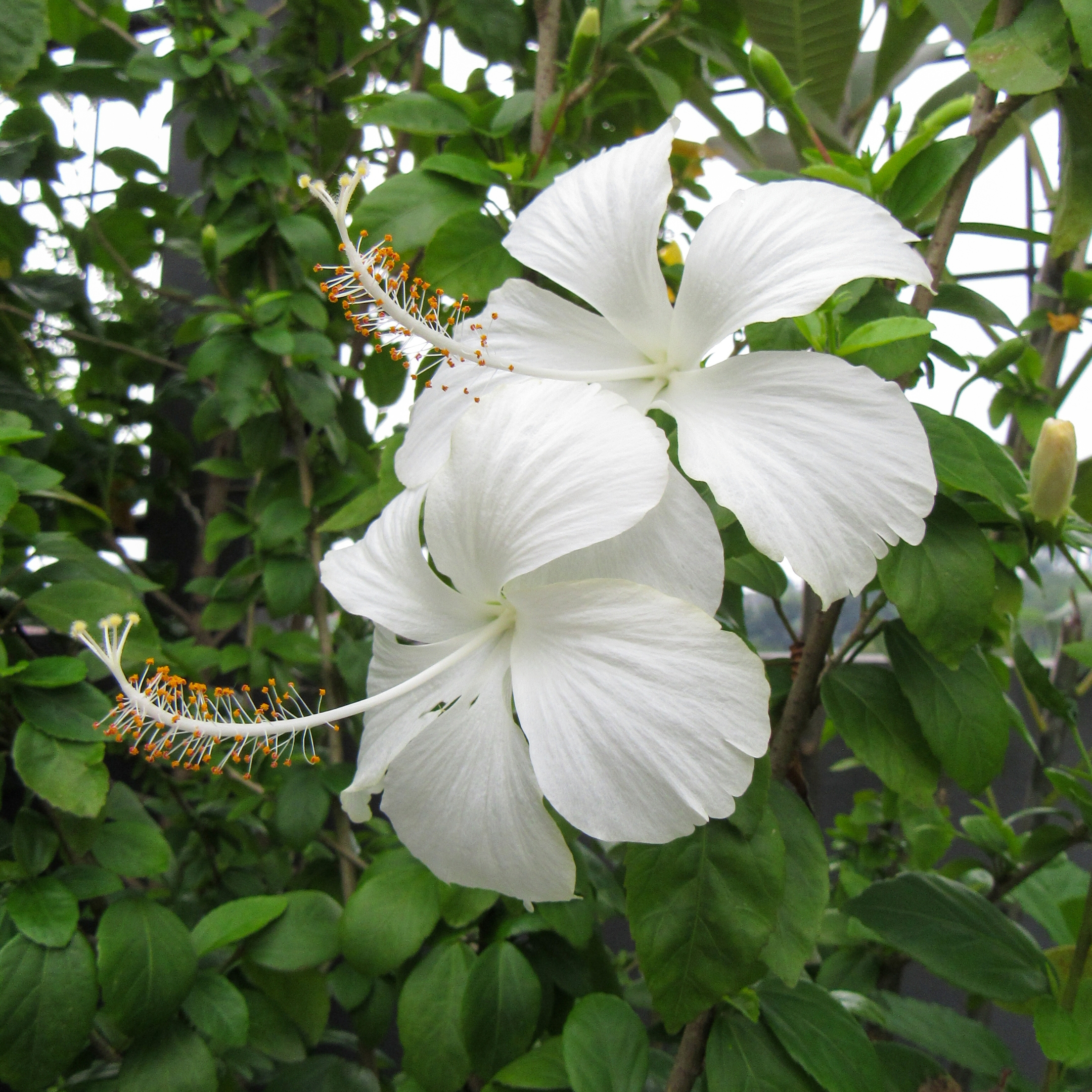 White Hibiscus Live Flower Plant, Gudhal Flower - Pack Of 2 - Image 5