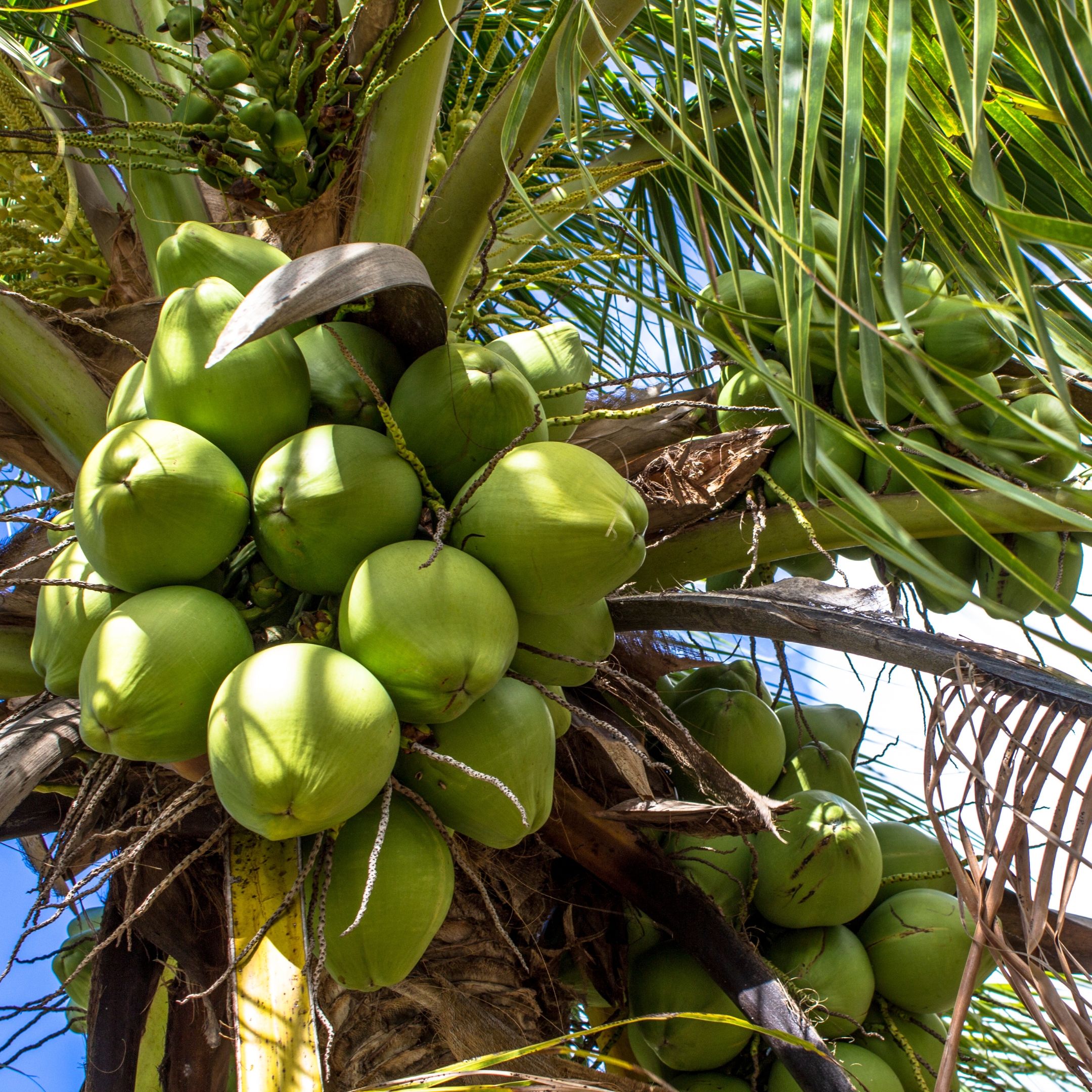 Kerela Coconut Plant Live - Pack Of 2 - Image 5