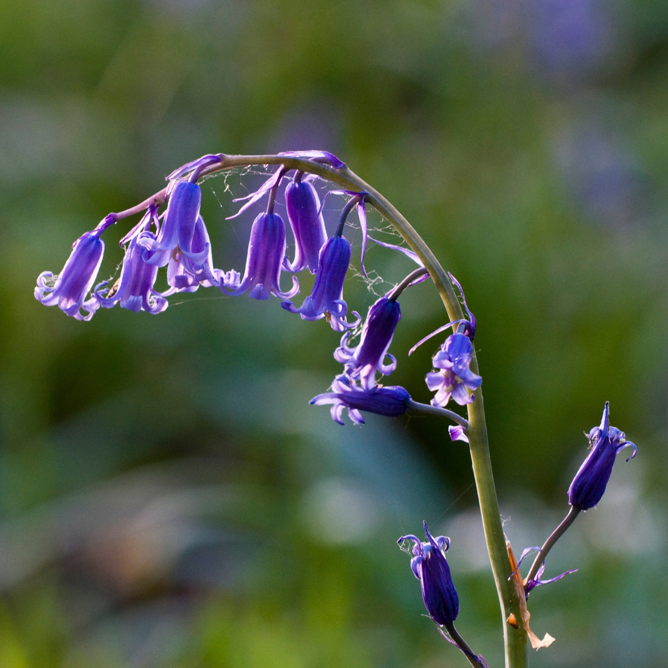 Bluebell Flower Plant (English bluebell, wild hyacinth) - Pack Of 2 - Image 4