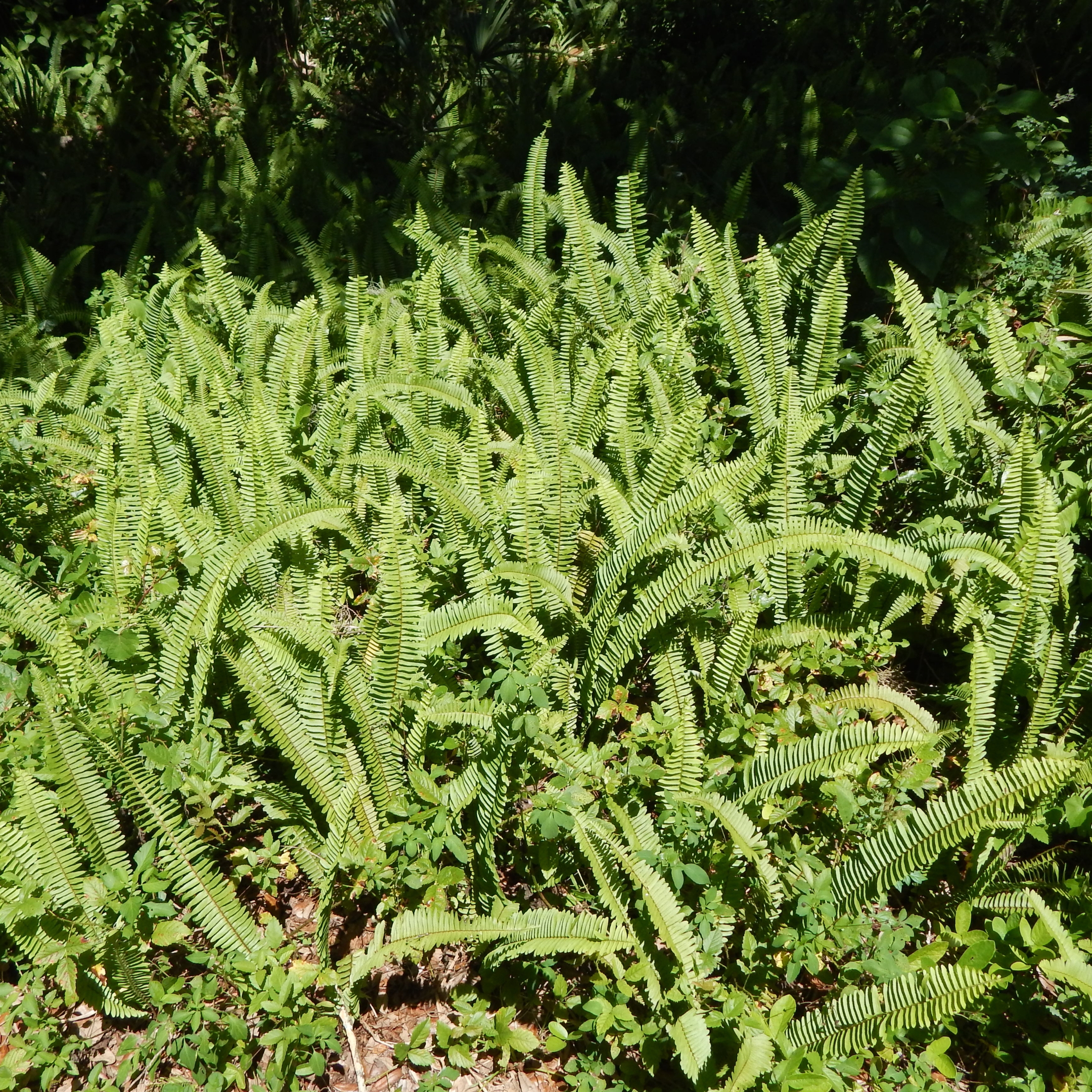 Boston Fern Plant, Nephrolepis exaltata bosteniensis - Pack Of 2 - Image 5