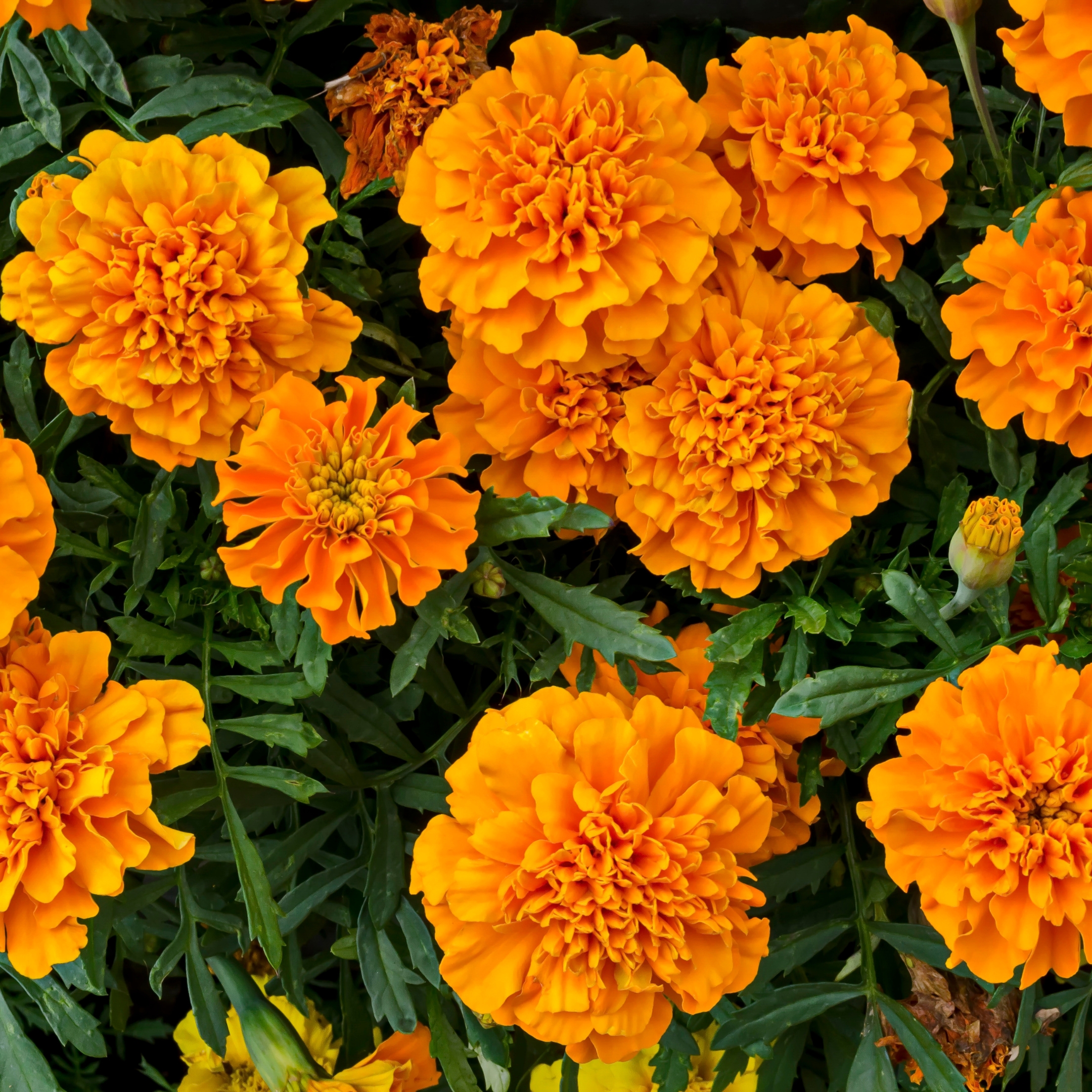 African Marigold Plant - Image 6