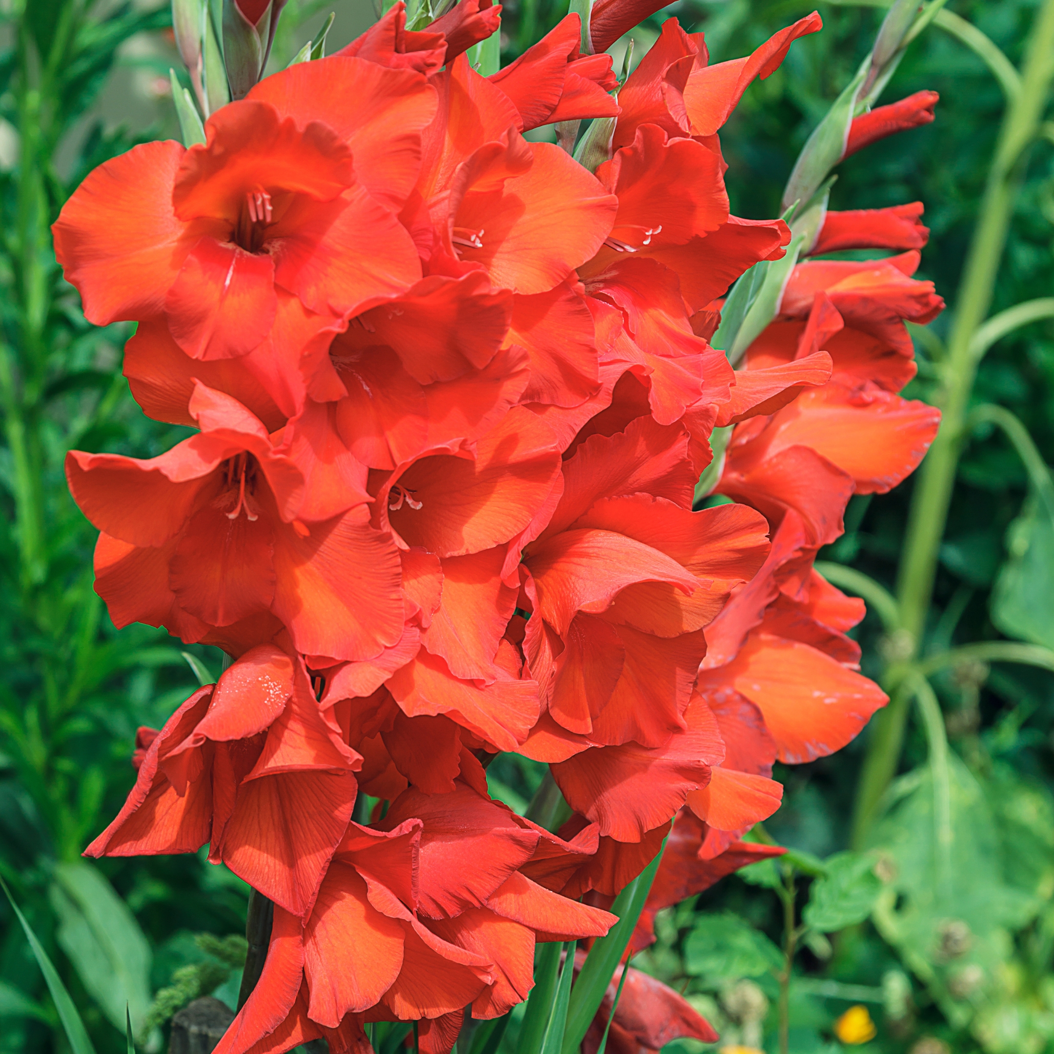 Gladiolus Bulbs (Random color) (set of 10) - Image 5