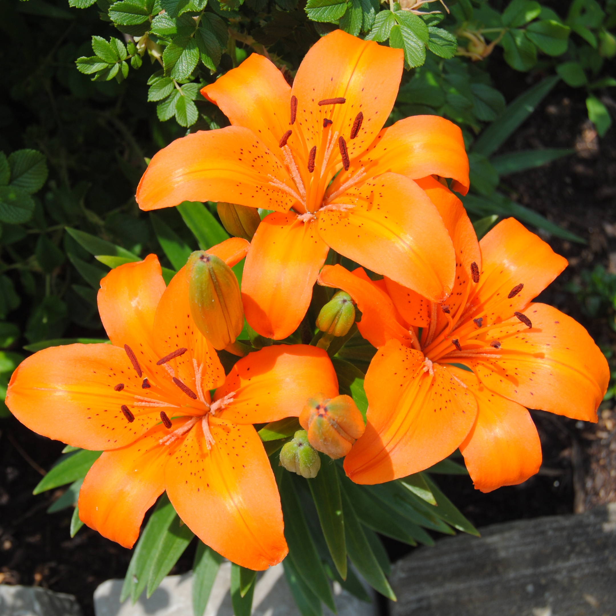 Lily Flower Bulbs (Set Of 5) - Image 5