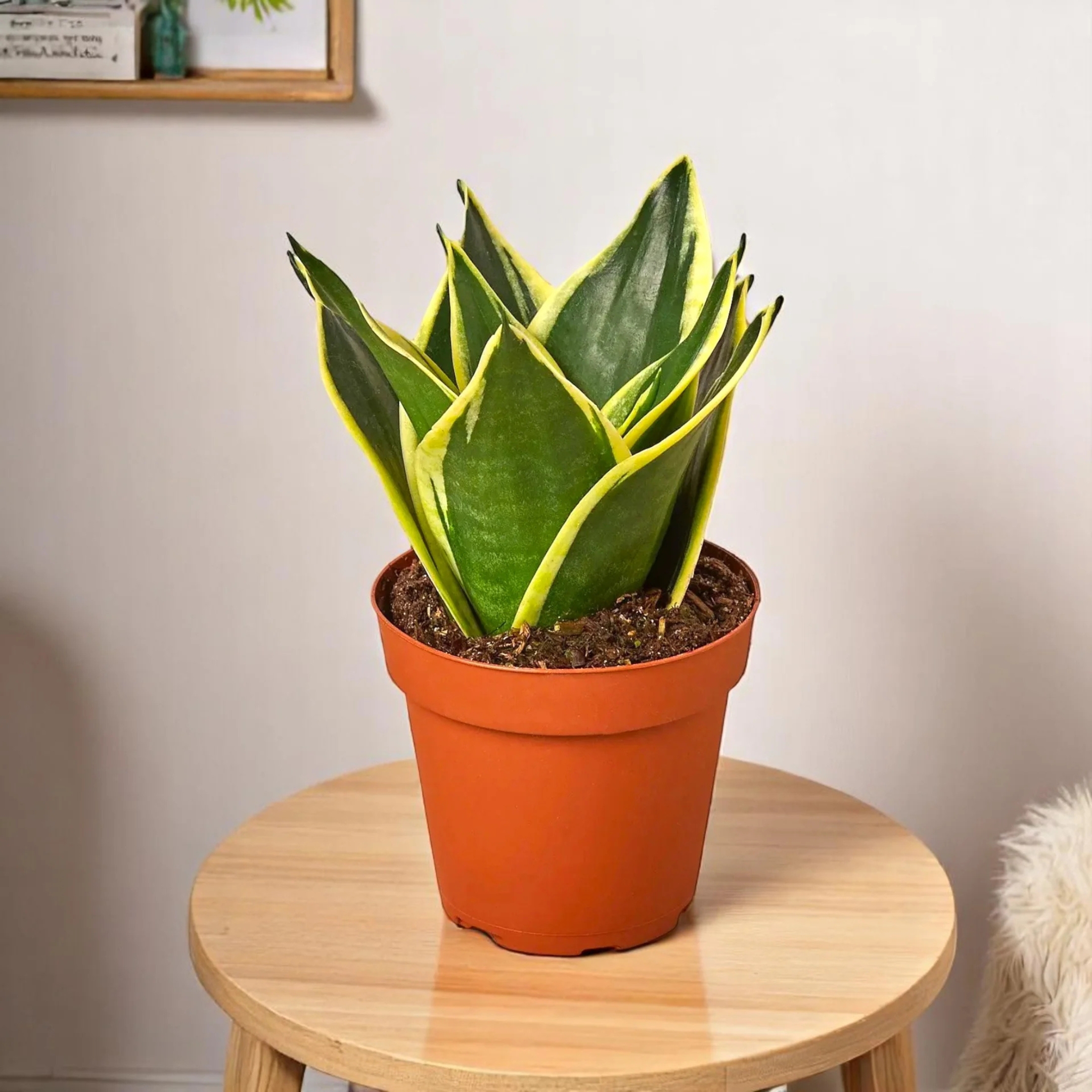 Snake Plant - Golden Hahnii Without Pot - Image 5