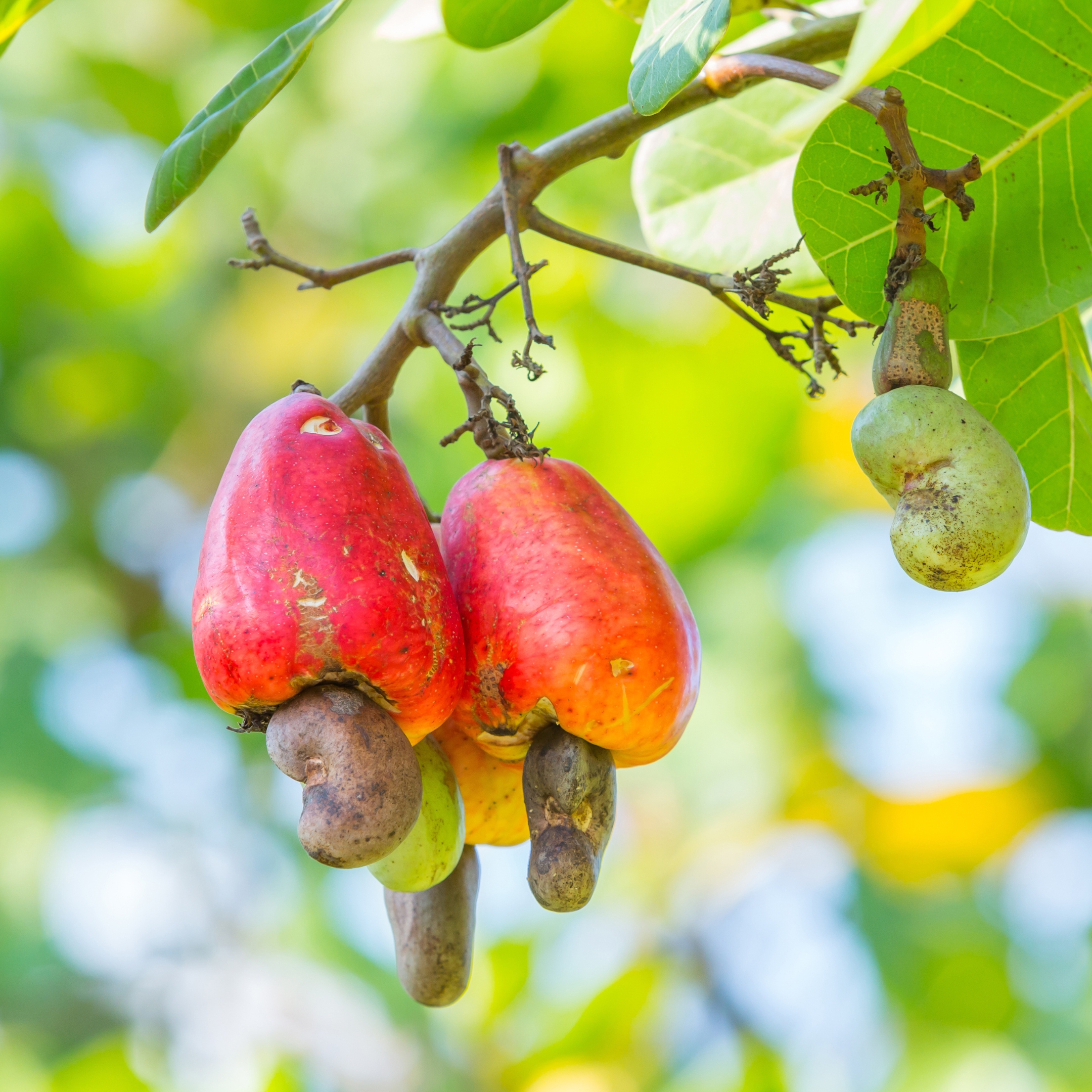 Cashew Hybrid Nut Plant, Kaju Plant - Pack Of 2 - Image 5