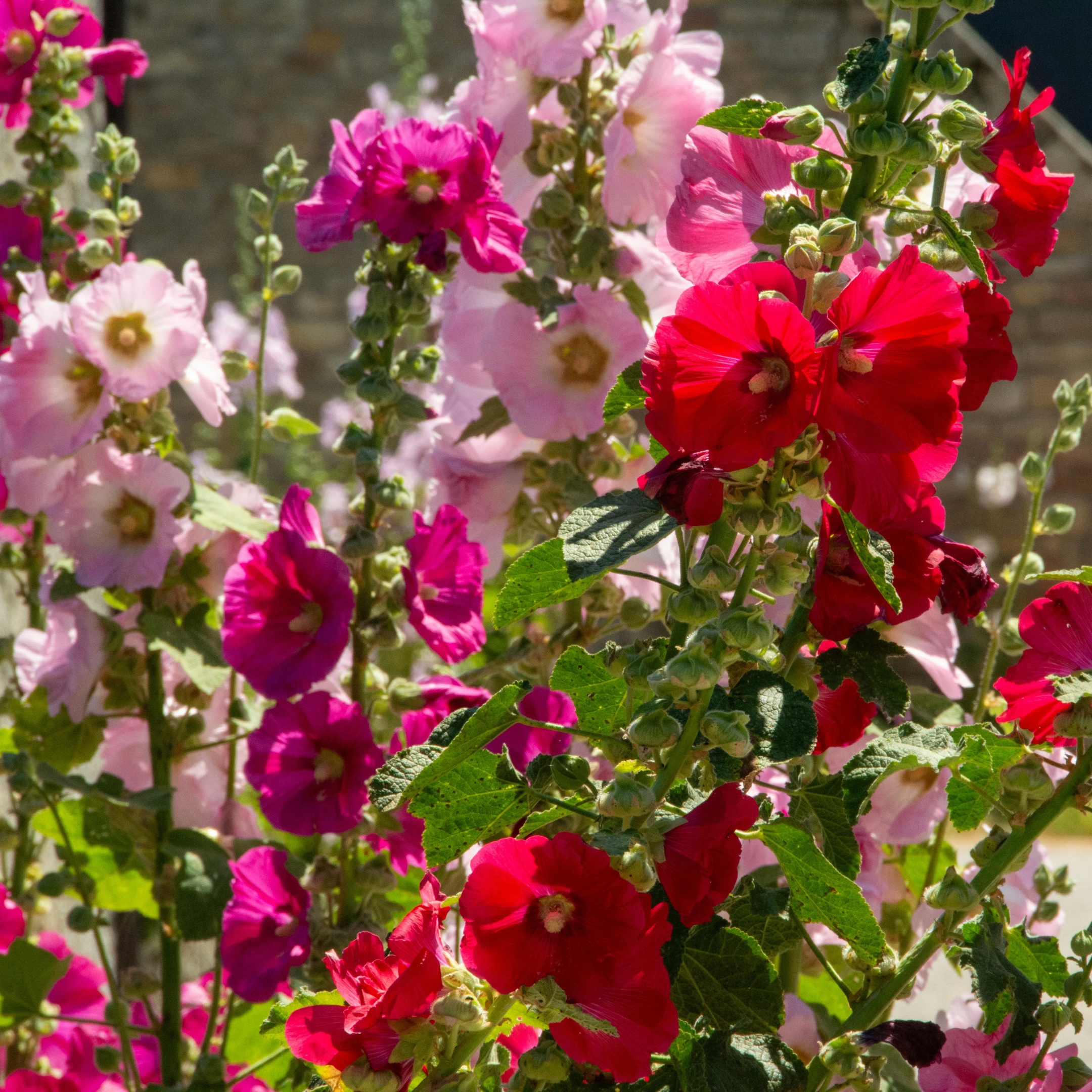 Hollyhock Flower Seeds Mix Color - Pack Of 20 - Image 6