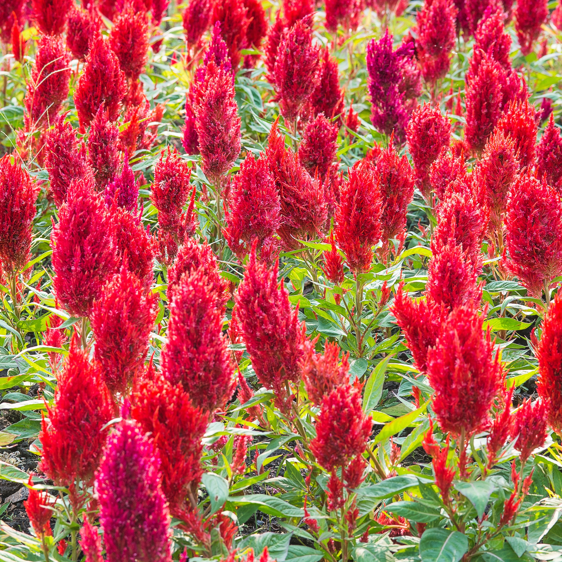 Celosia plumosa Mixed Color Flower Seeds - Pack Of 25 - Image 4