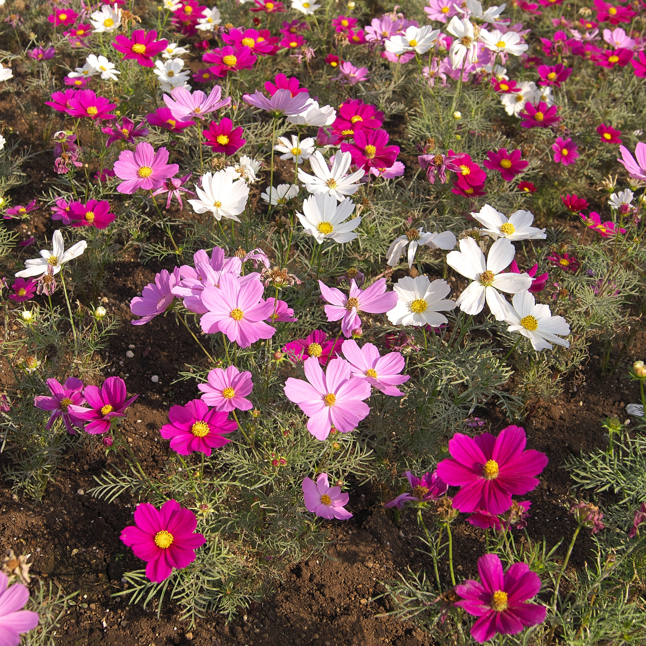 Cosmos Flower Hybrid Seeds, Mixed Colors - Pack Of 20 - Image 4