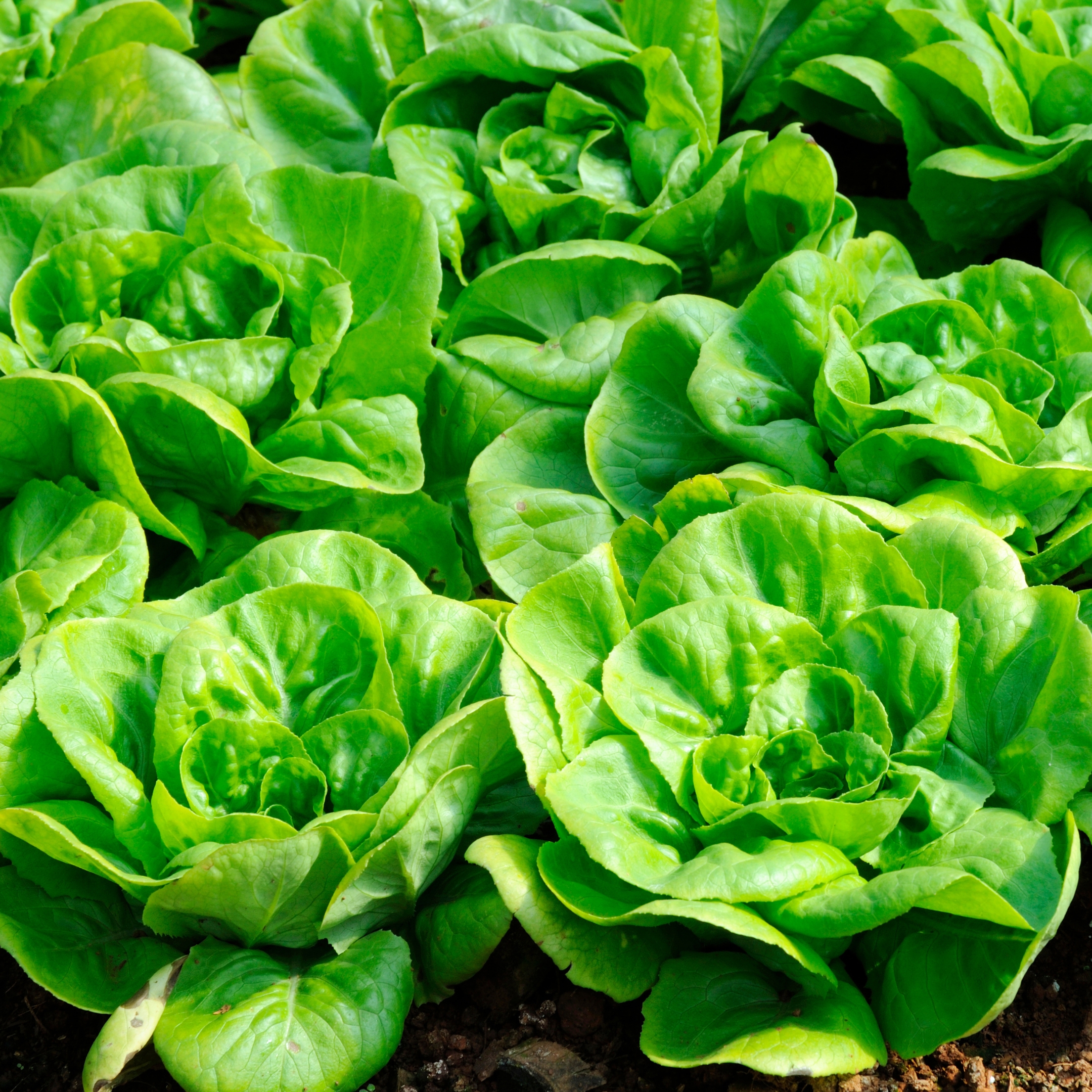 Lettuce Iceberg Seeds - Pack Of 30 - Image 5