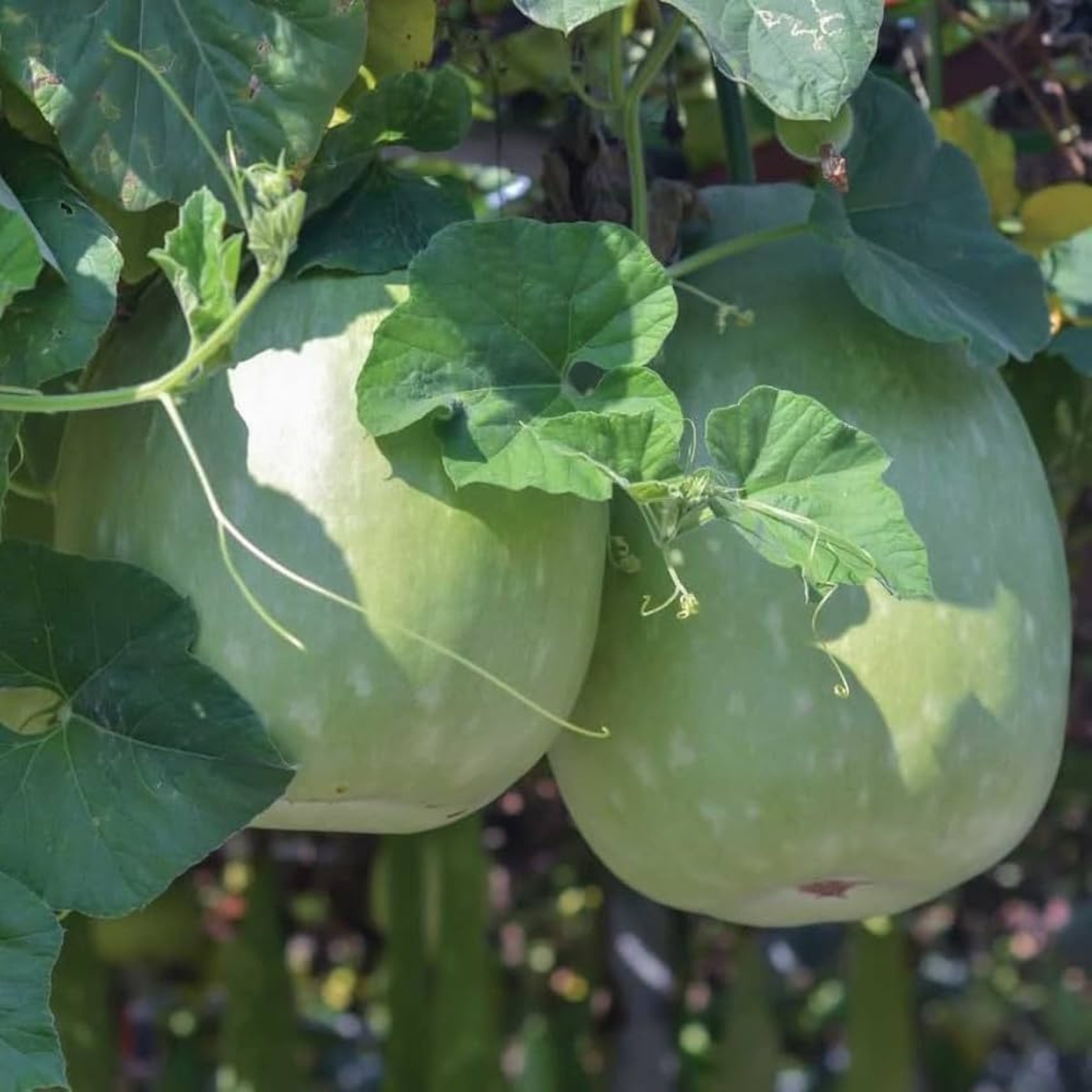 Ash Gourd Seeds - Pack Of 20 - Image 5