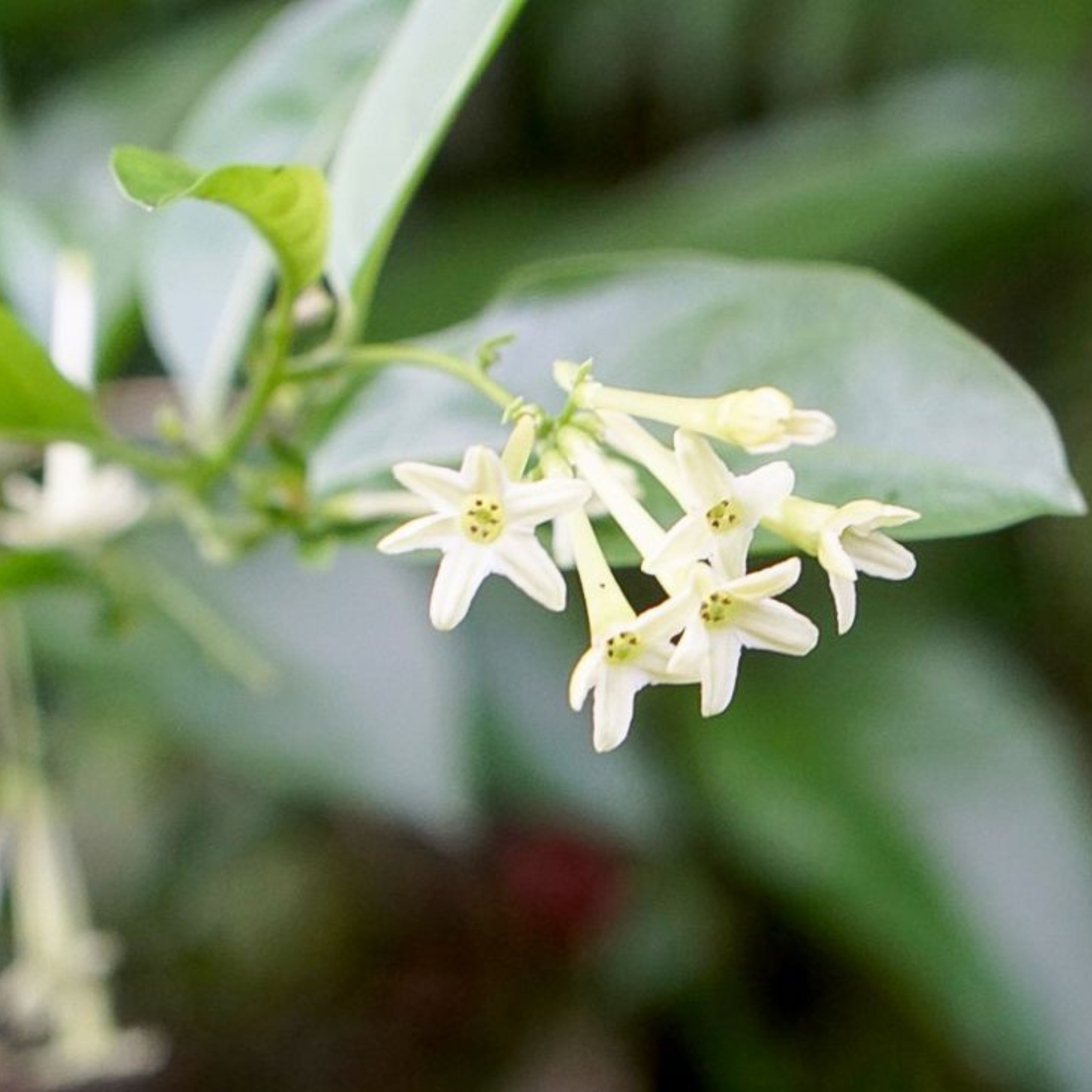 Night Flowering Jasmine seeds, Raat Ki Rani, Raat Rani, Lady Of The Night (Cestrum Nocturnum) - Pack Of 10 - Image 5