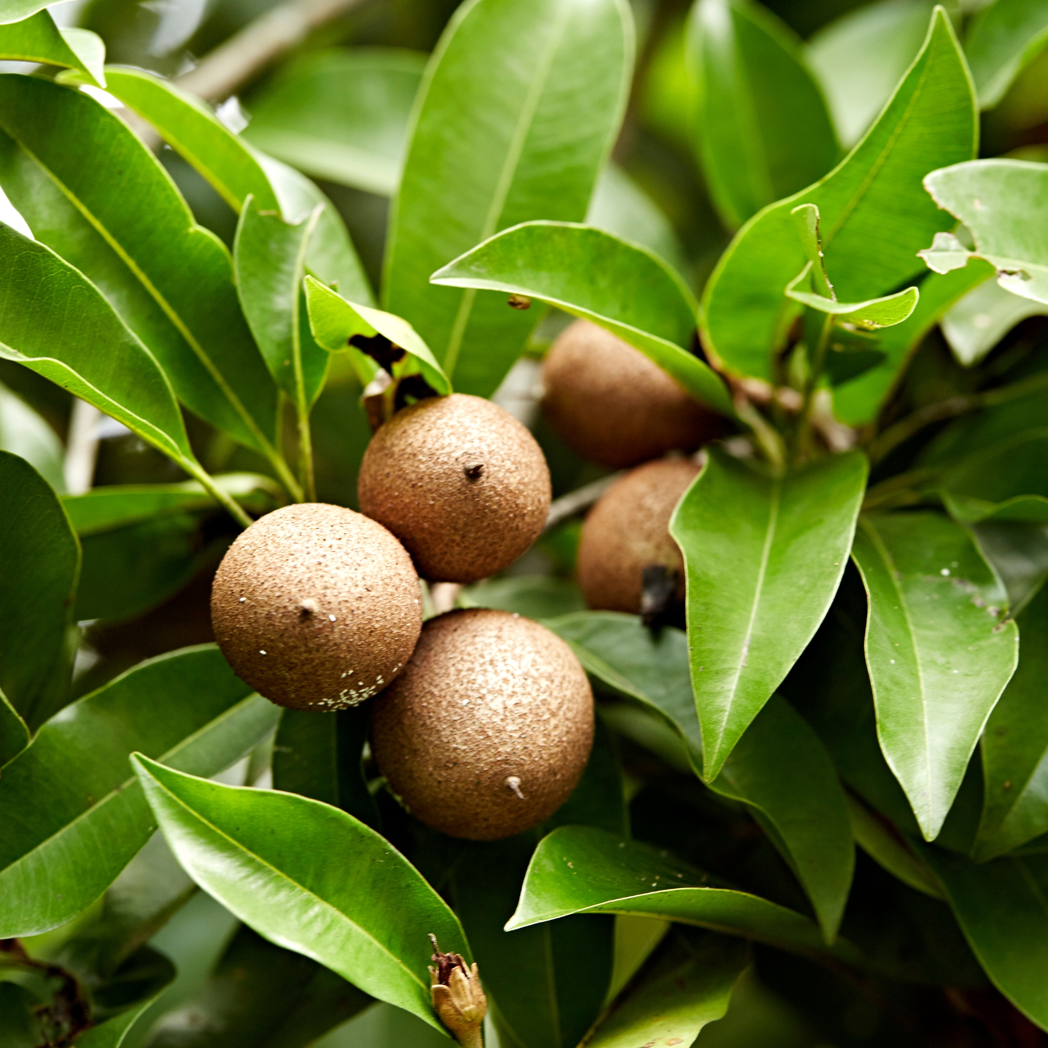 Chikoo Fruit Plant, Sapota, Chiku Fruit (Grafted) - Sapodilla Plant - Pack Of 2 - Image 5