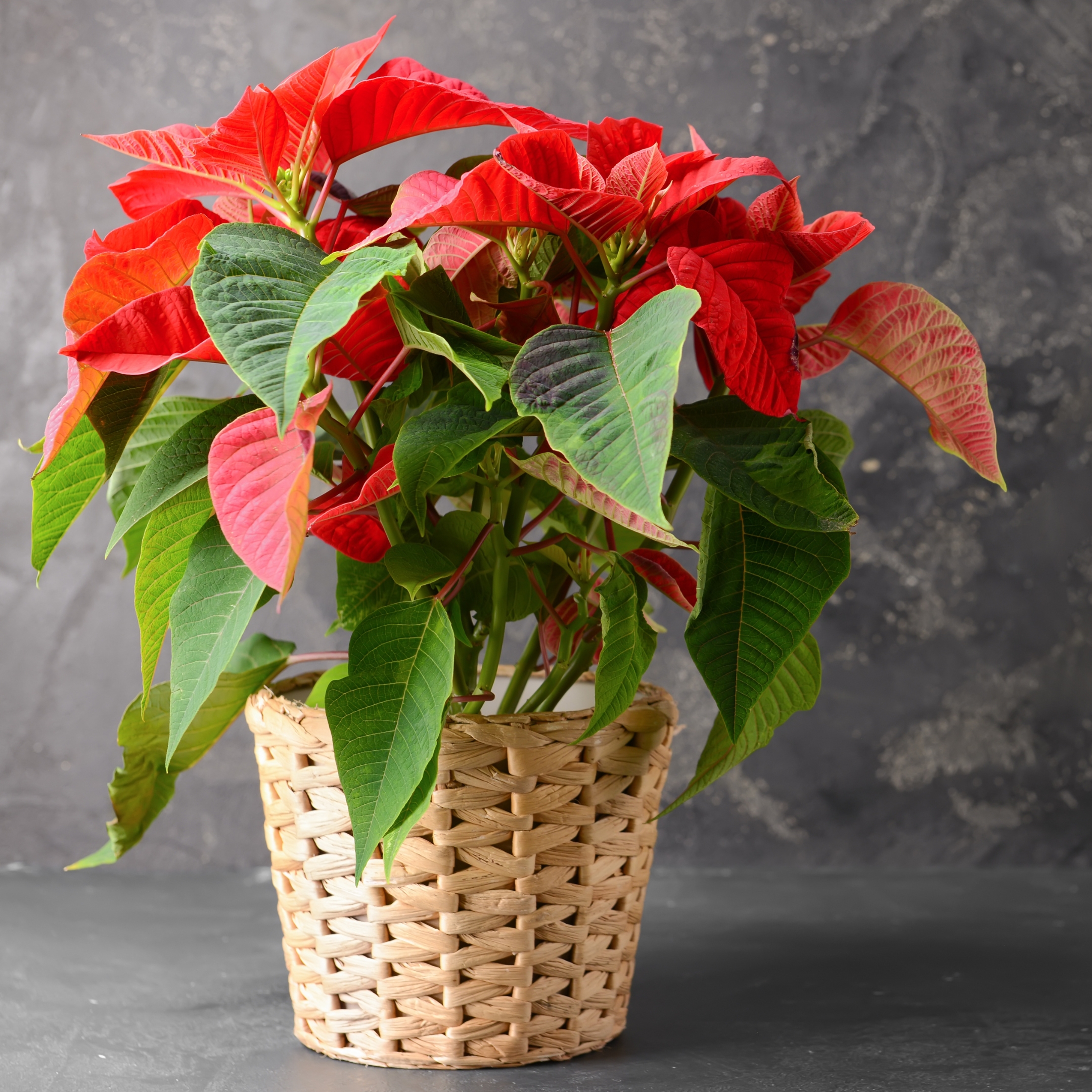 Poinsettia Plant, Christmas Flower Plant - Image 5