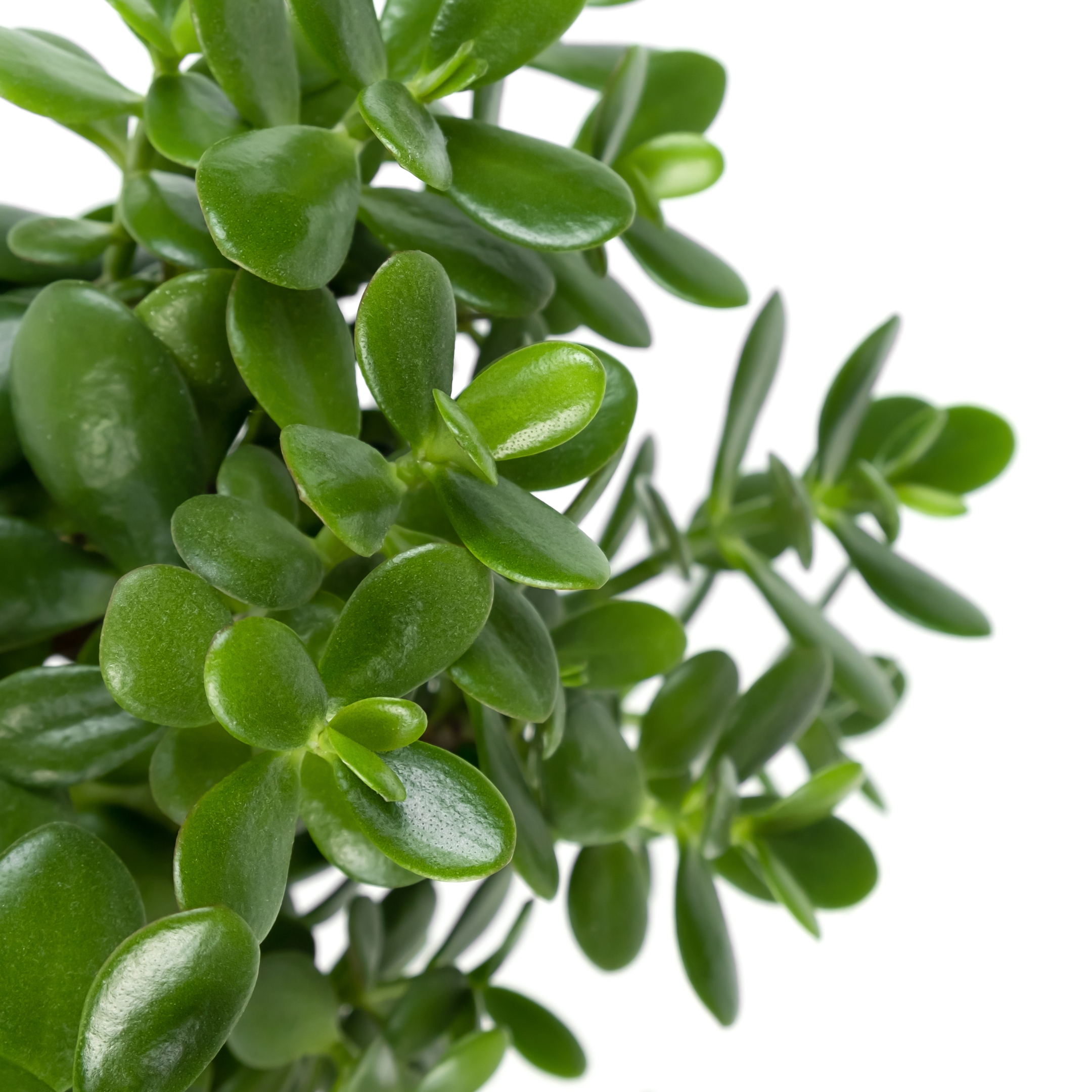 Mini Cute Jade Plant, Crassula ovata - Pack Of 2 - Image 6