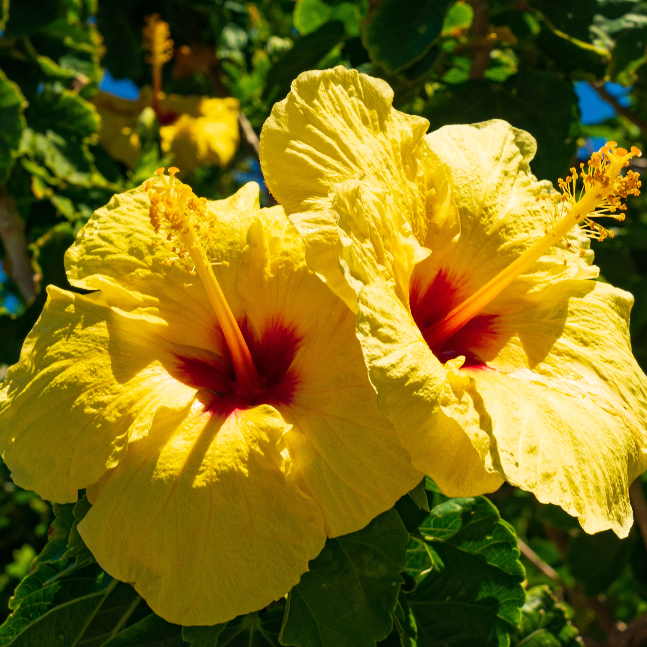 Yellow Hibiscus Live Flowering Plant - Pack Of 2 - Image 6