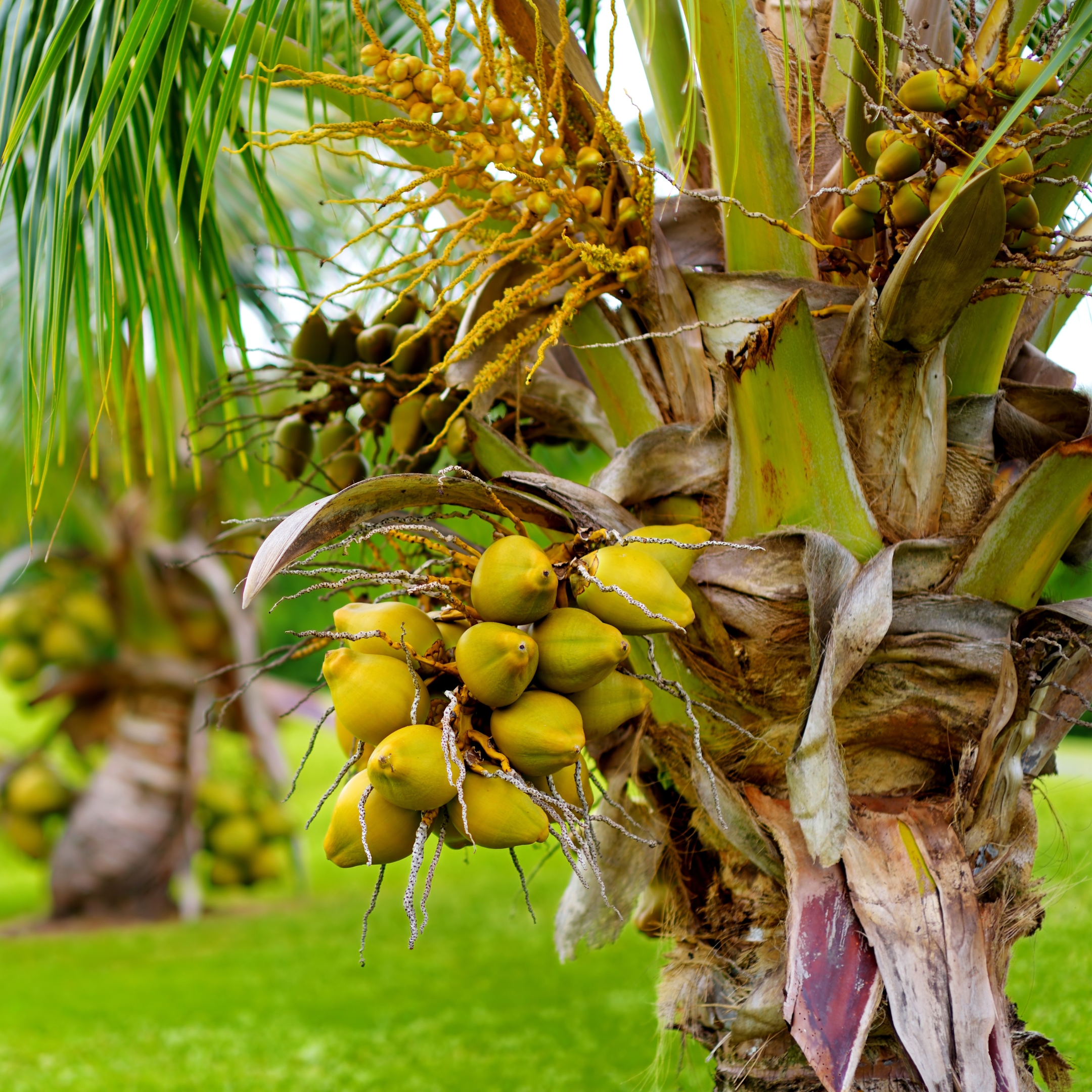 Kerela Coconut Plant Live - Pack Of 2 - Image 6