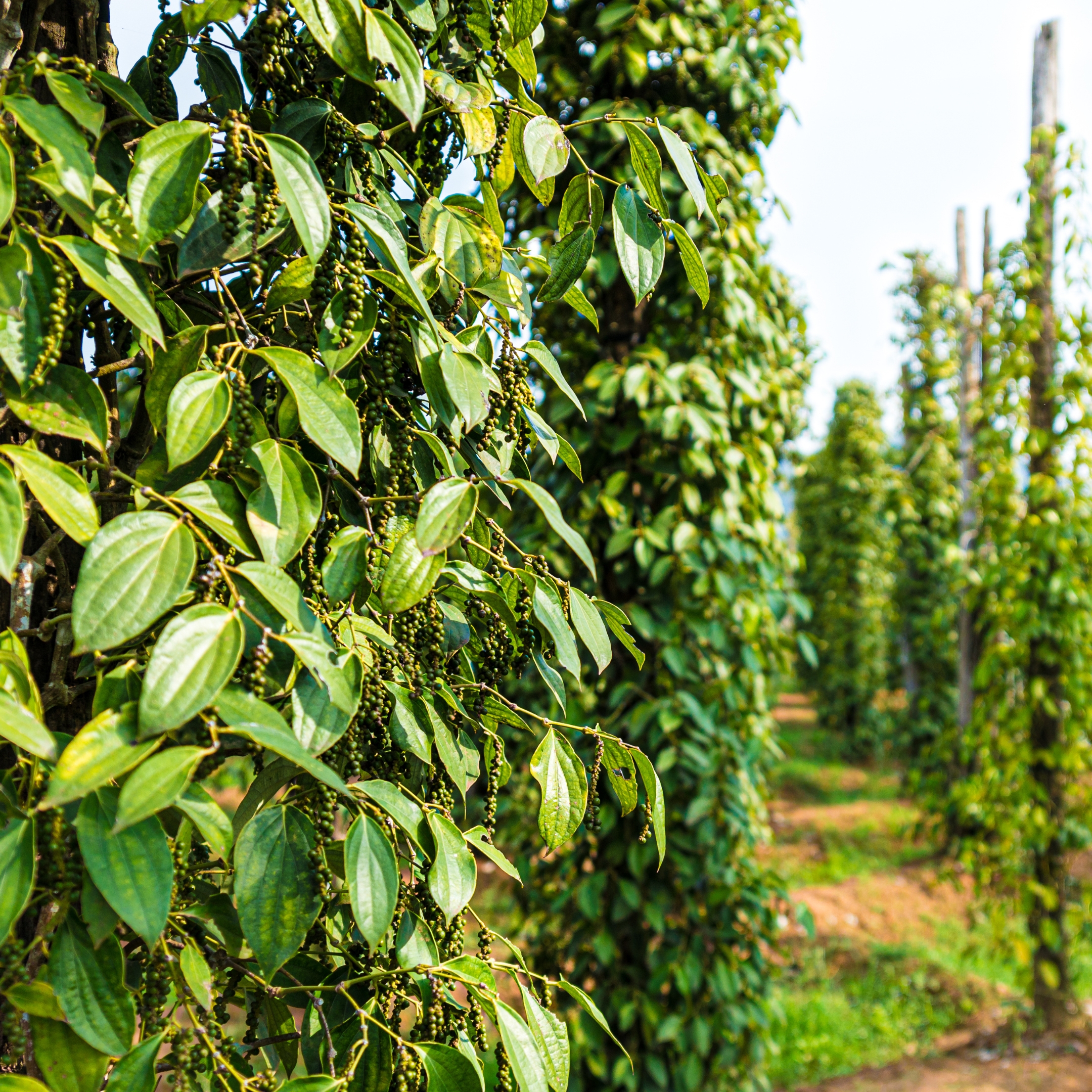 Black Pepper Plant, (Kali Mirch) - Image 6